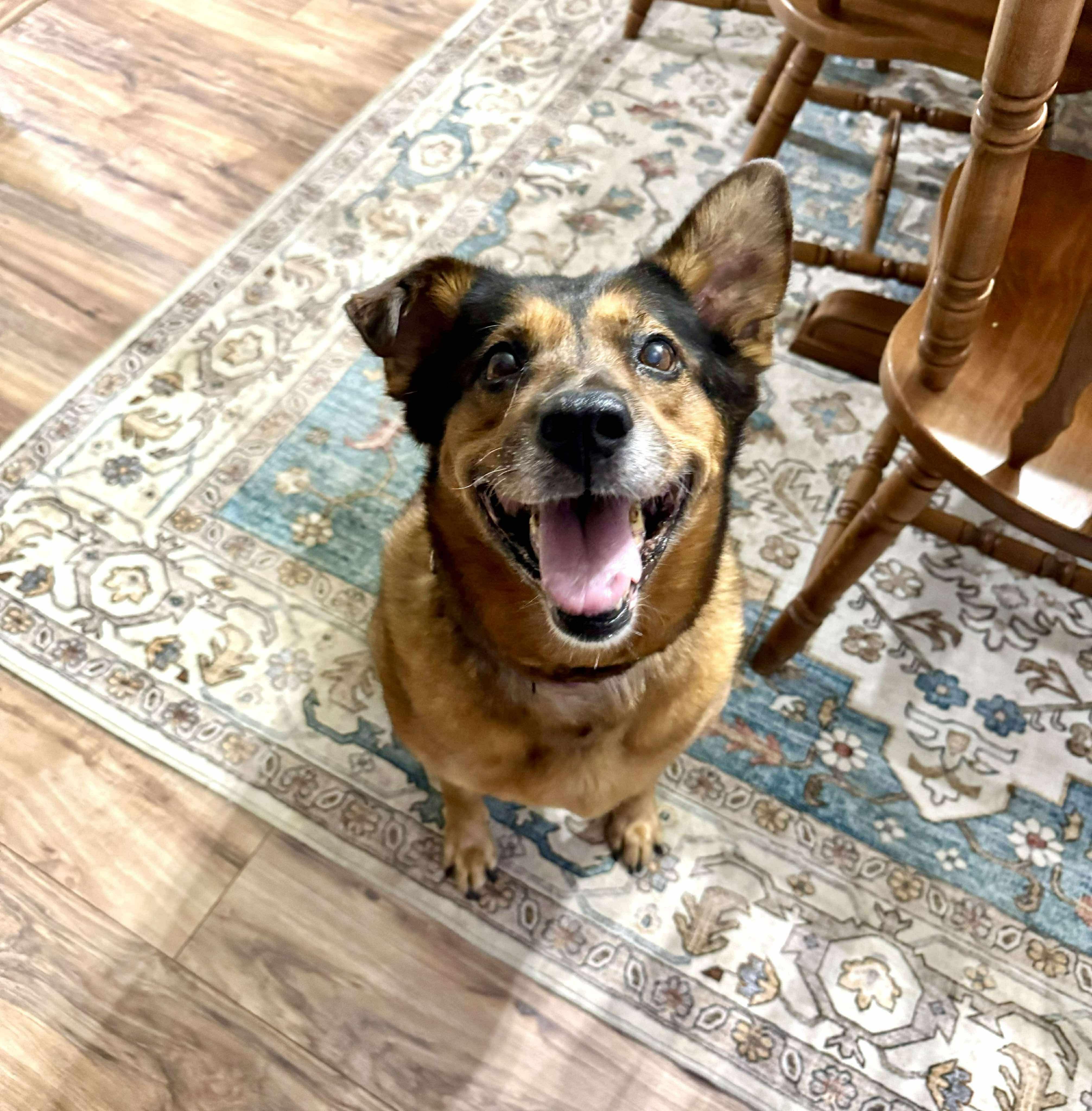 Nano, an adopted mixed breed in Greensburg, PA image 1/6