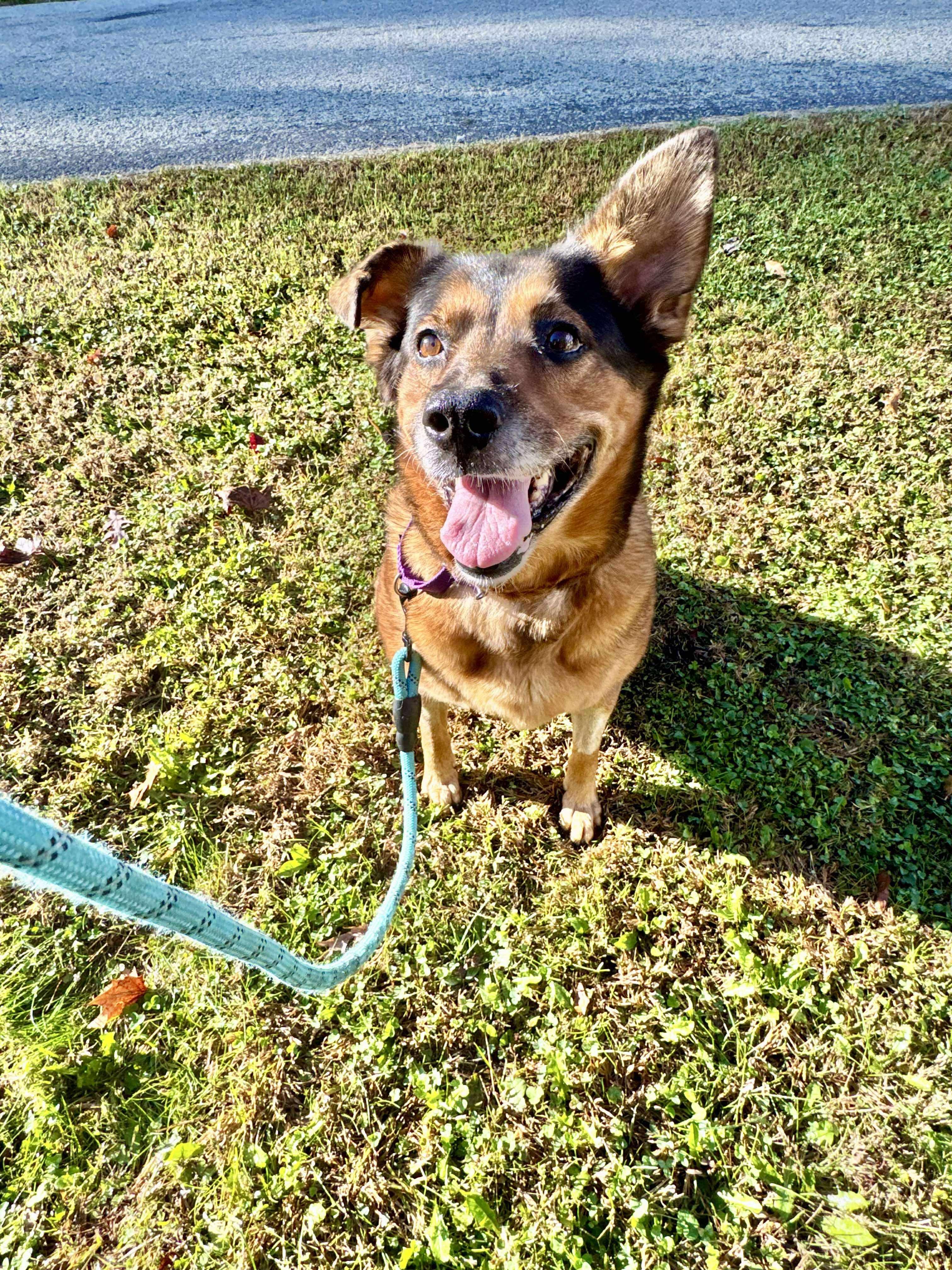 Nano, an adopted mixed breed in Greensburg, PA image 3/6