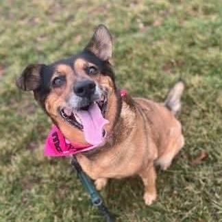 Nano, an adopted mixed breed in Greensburg, PA image 4/6