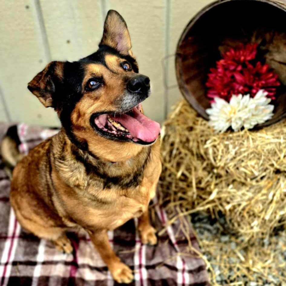 Nano, an adopted mixed breed in Greensburg, PA image 5/6