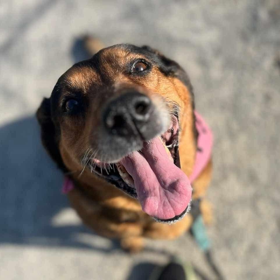 Nano, an adopted mixed breed in Greensburg, PA image 2/6