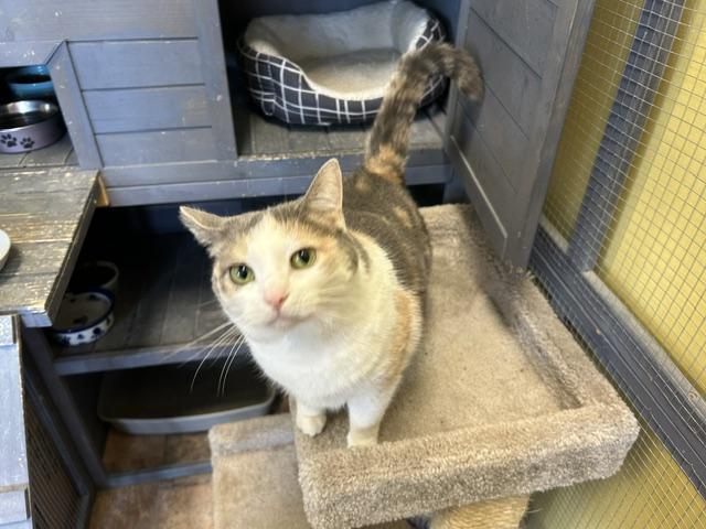 Enlarge Amy, a Adoptable Domestic Short Hair in Racine, WI image 4/4