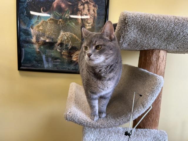 Enlarge Amy, a Adoptable Domestic Short Hair in Racine, WI image 1/4