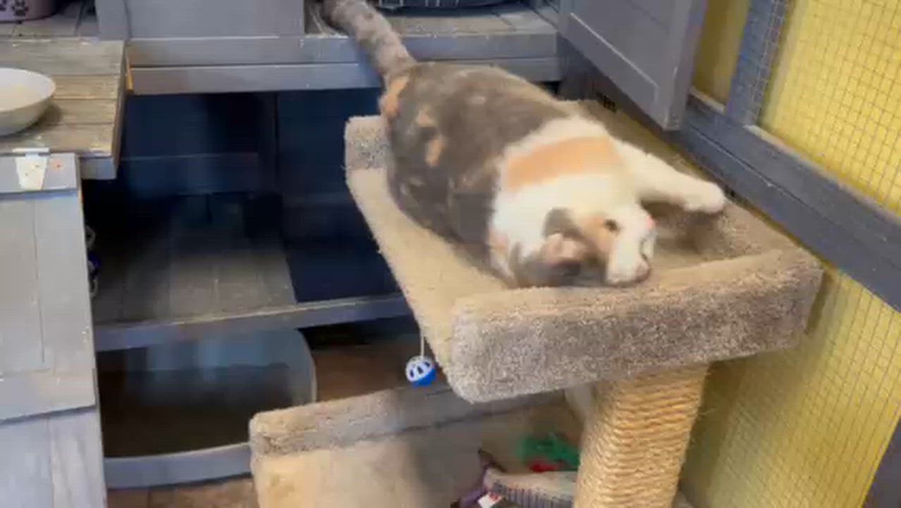 Enlarge Amy, a Adoptable Domestic Short Hair in Racine, WI video 3/4