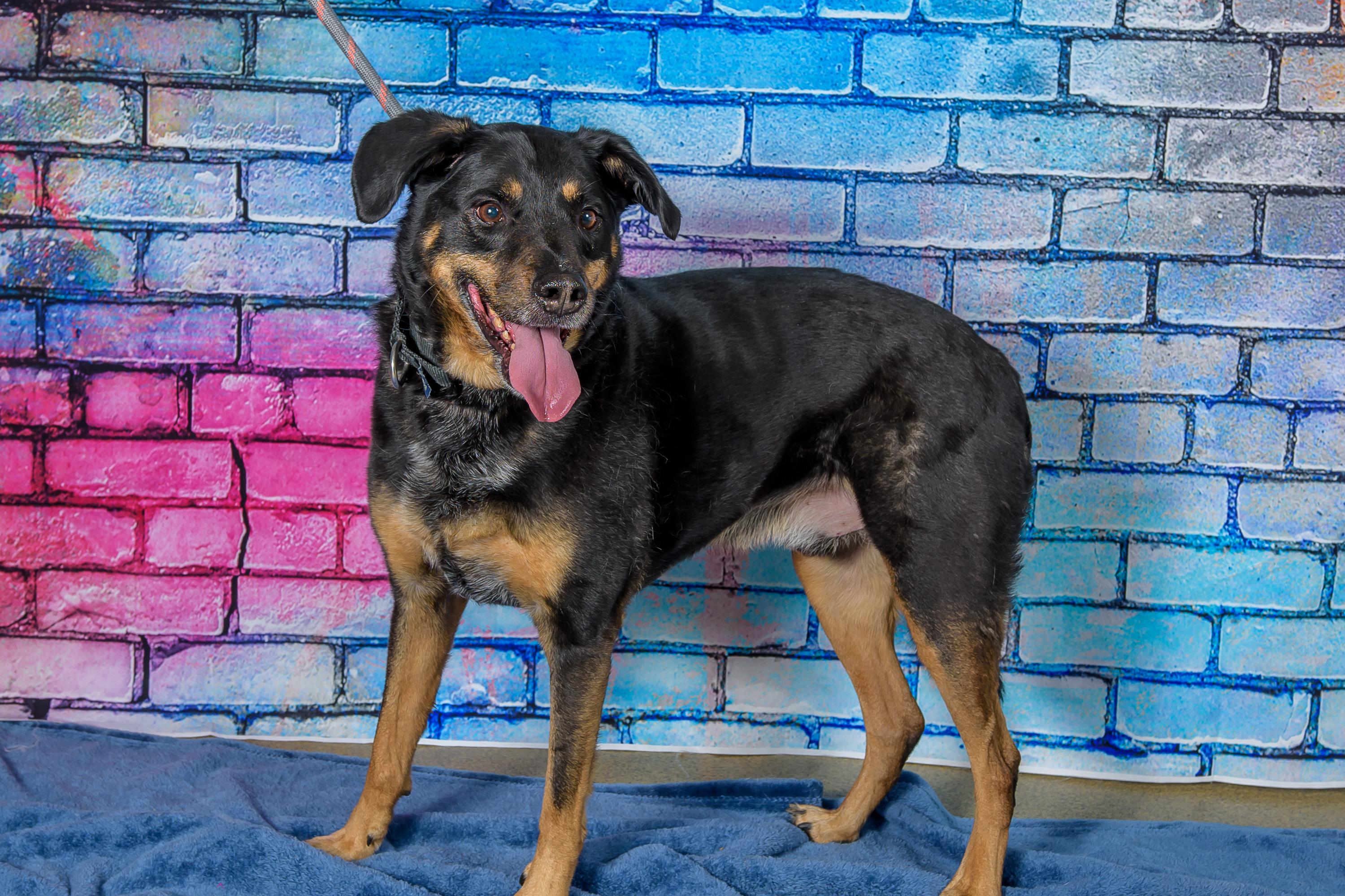 Buck, an adopted mixed breed in Blair, NE image 2/5