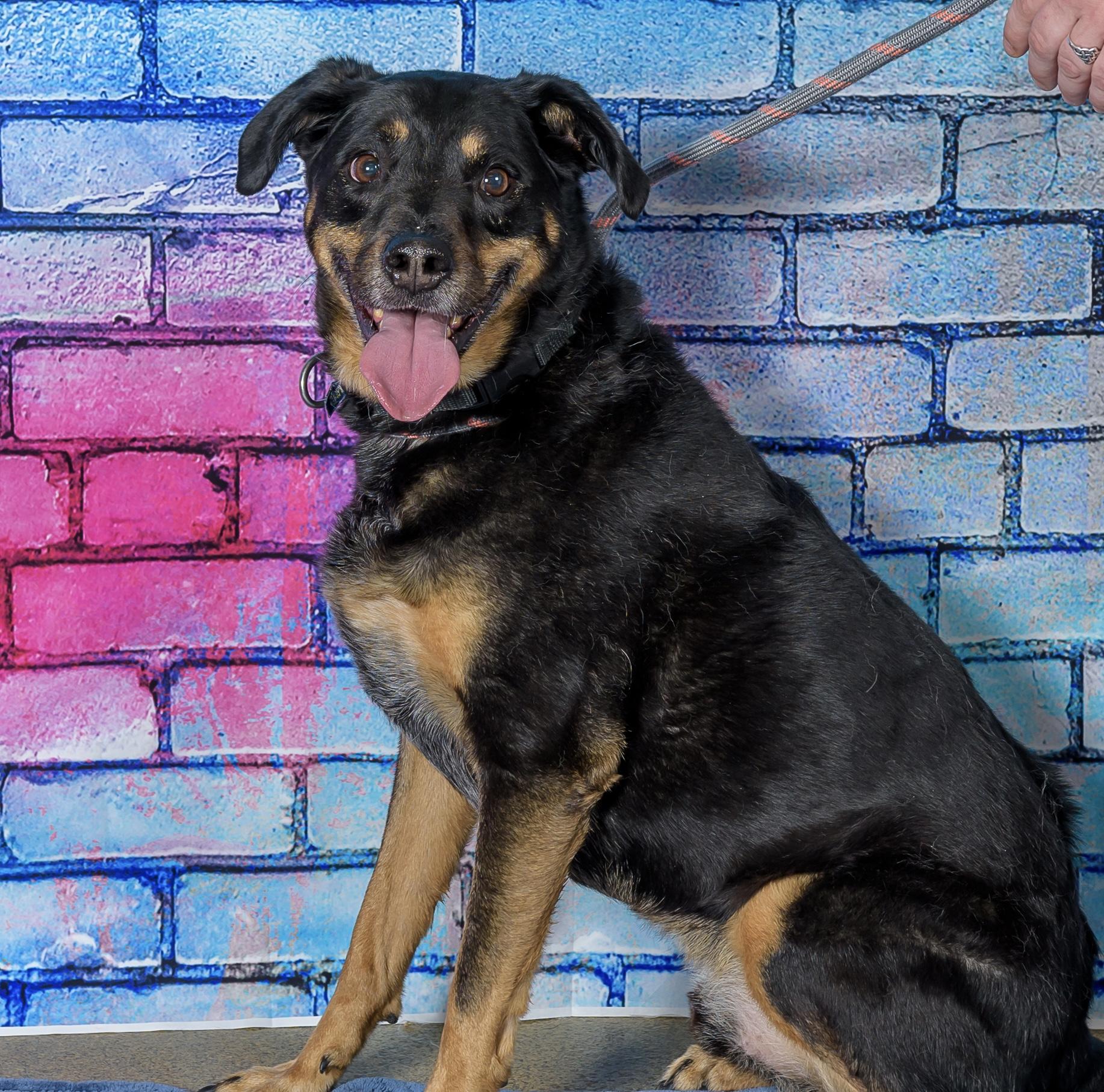 Buck, adopted, Adult Male Rottweiler.