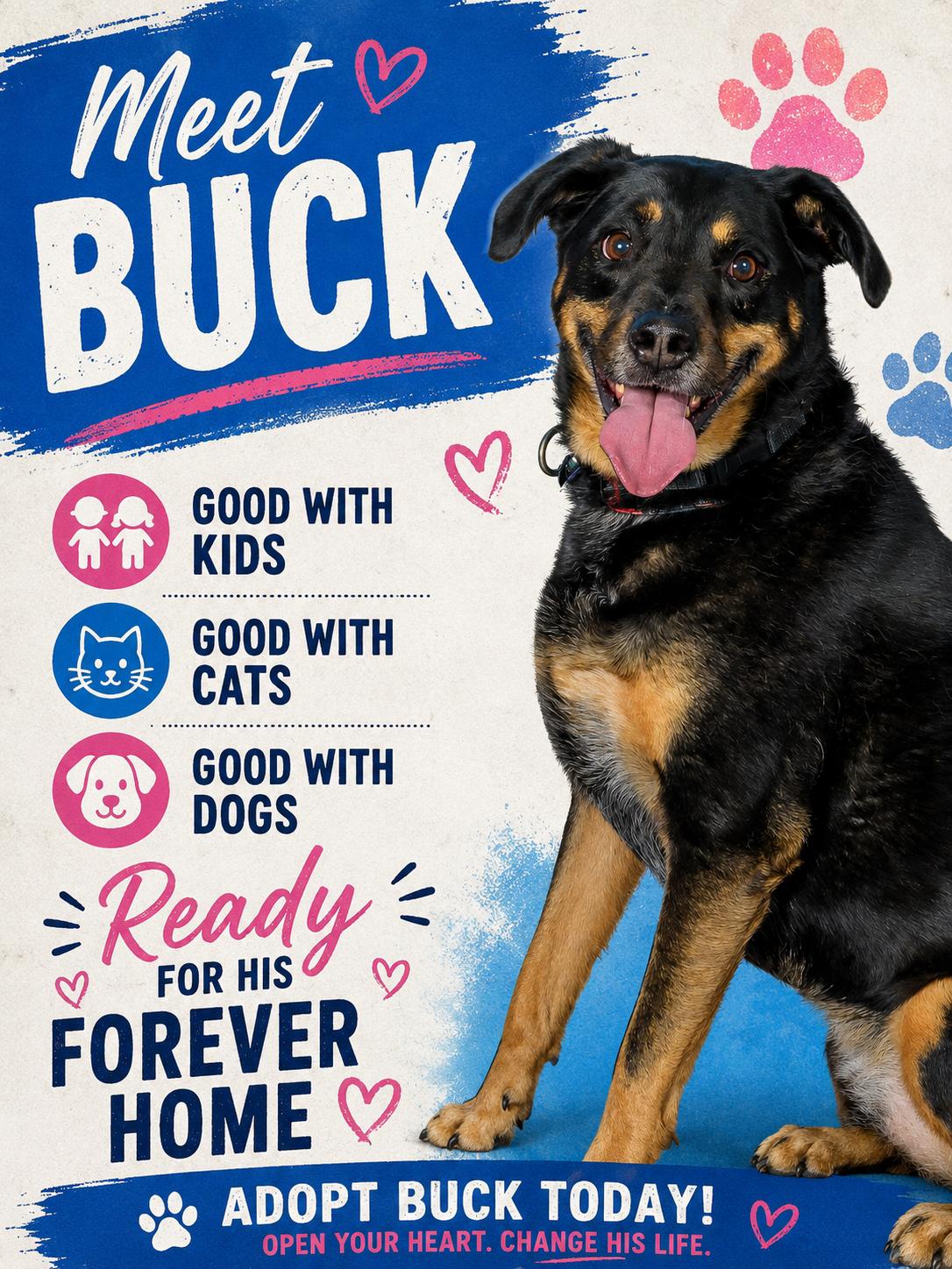 Buck, an adopted mixed breed in Blair, NE image 3/5