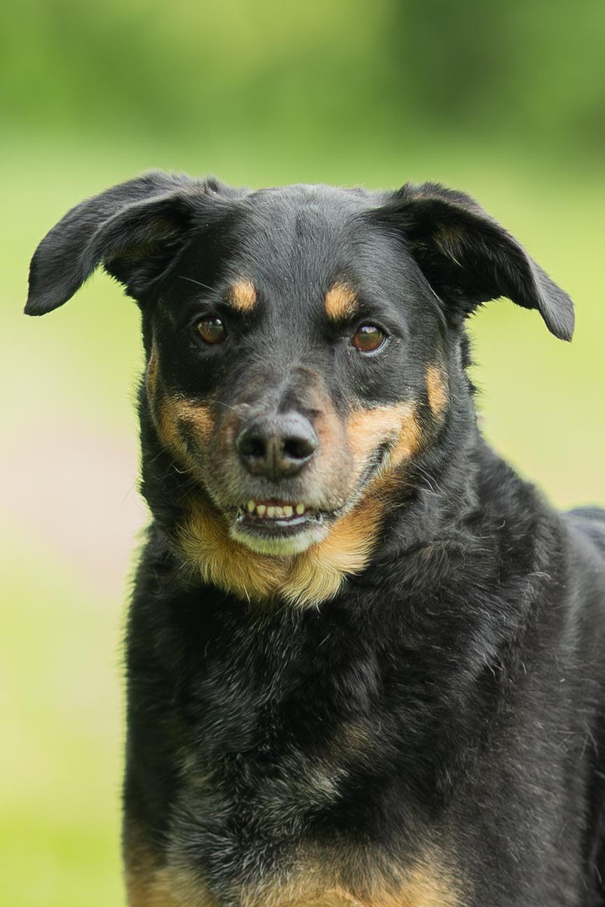 Buck, an adopted mixed breed in Blair, NE image 5/5