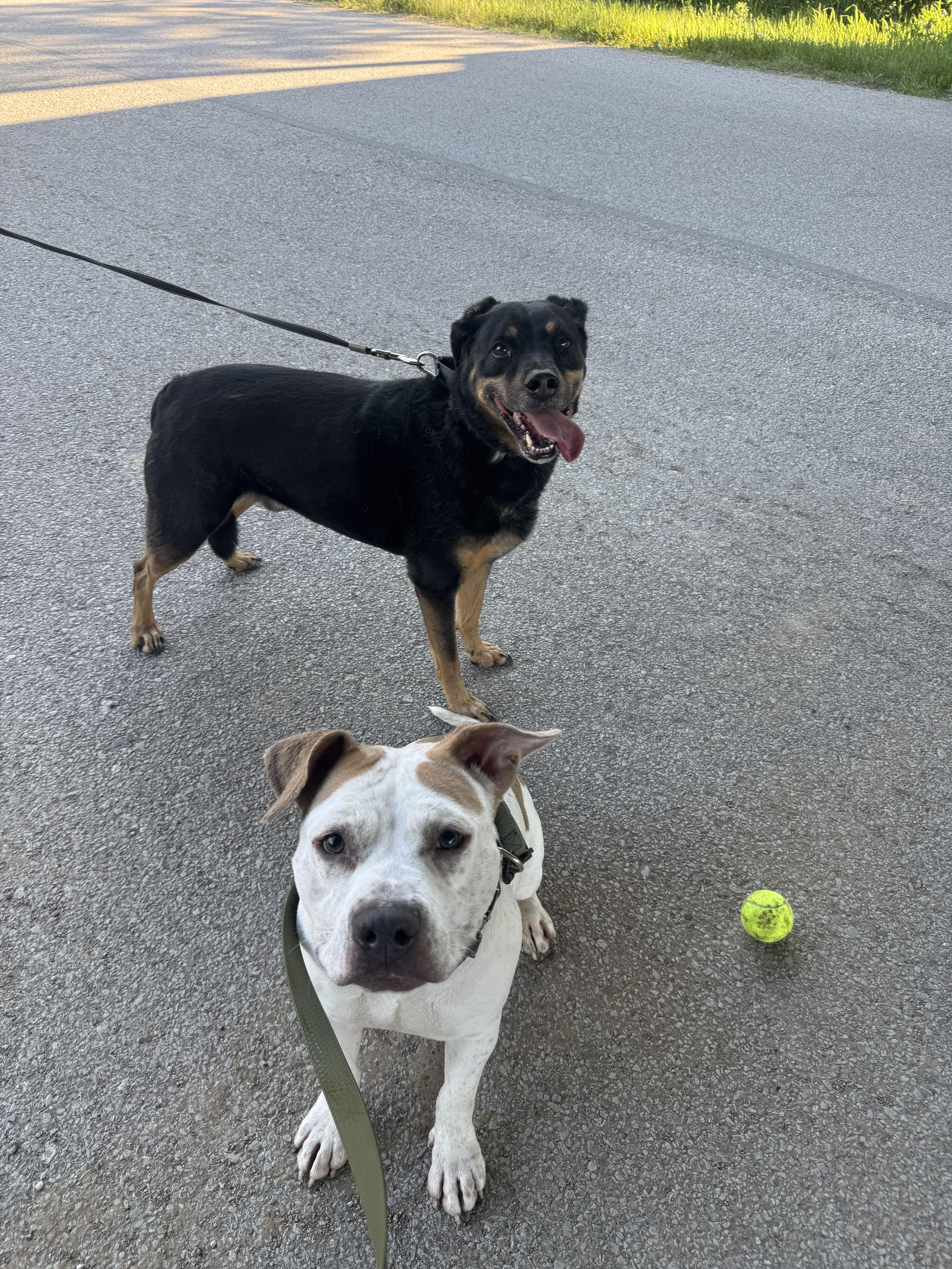 Buck, an adopted mixed breed in Blair, NE image 4/5