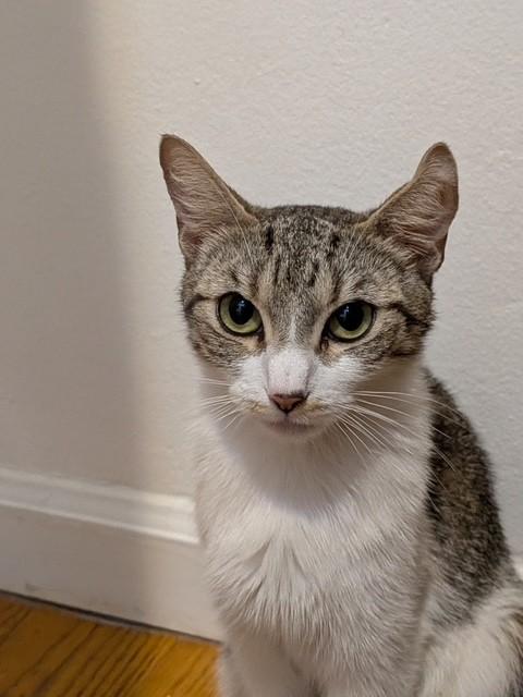 Paloma