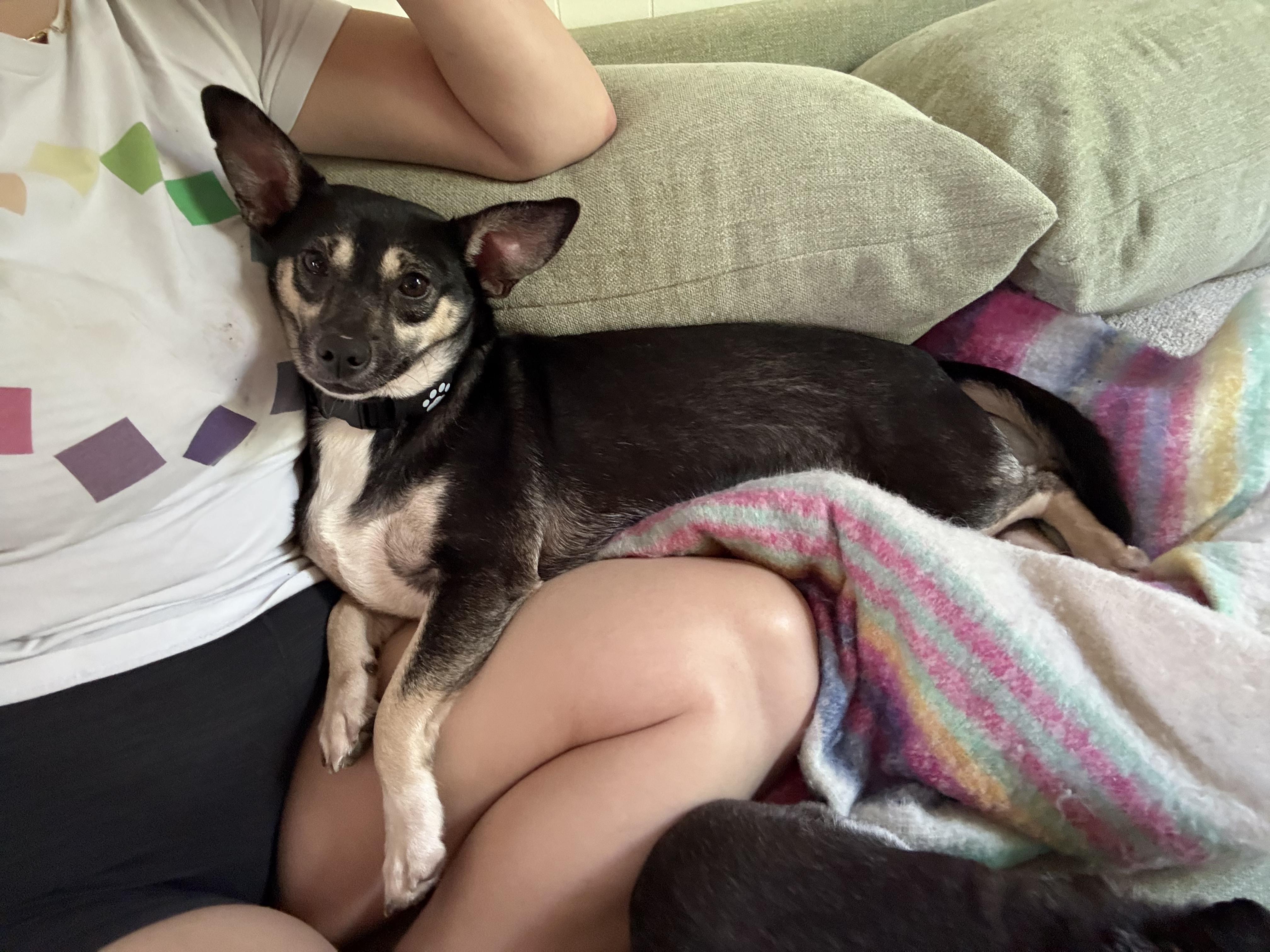 Enlarge Rosie, a ADOPTABLE mixed breed in Austin, TX image 1/6