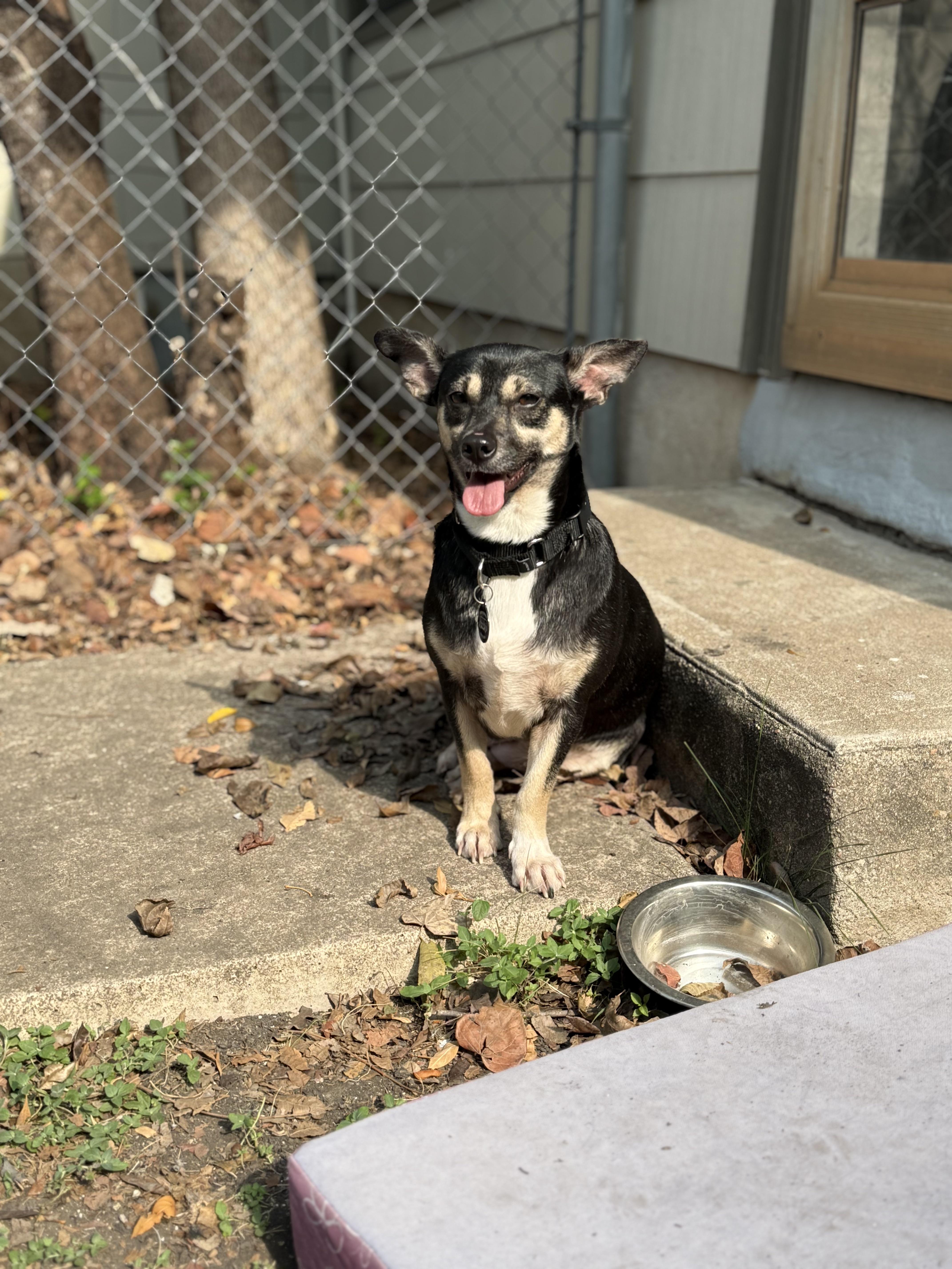 Enlarge Rosie, a ADOPTABLE mixed breed in Austin, TX image 6/6