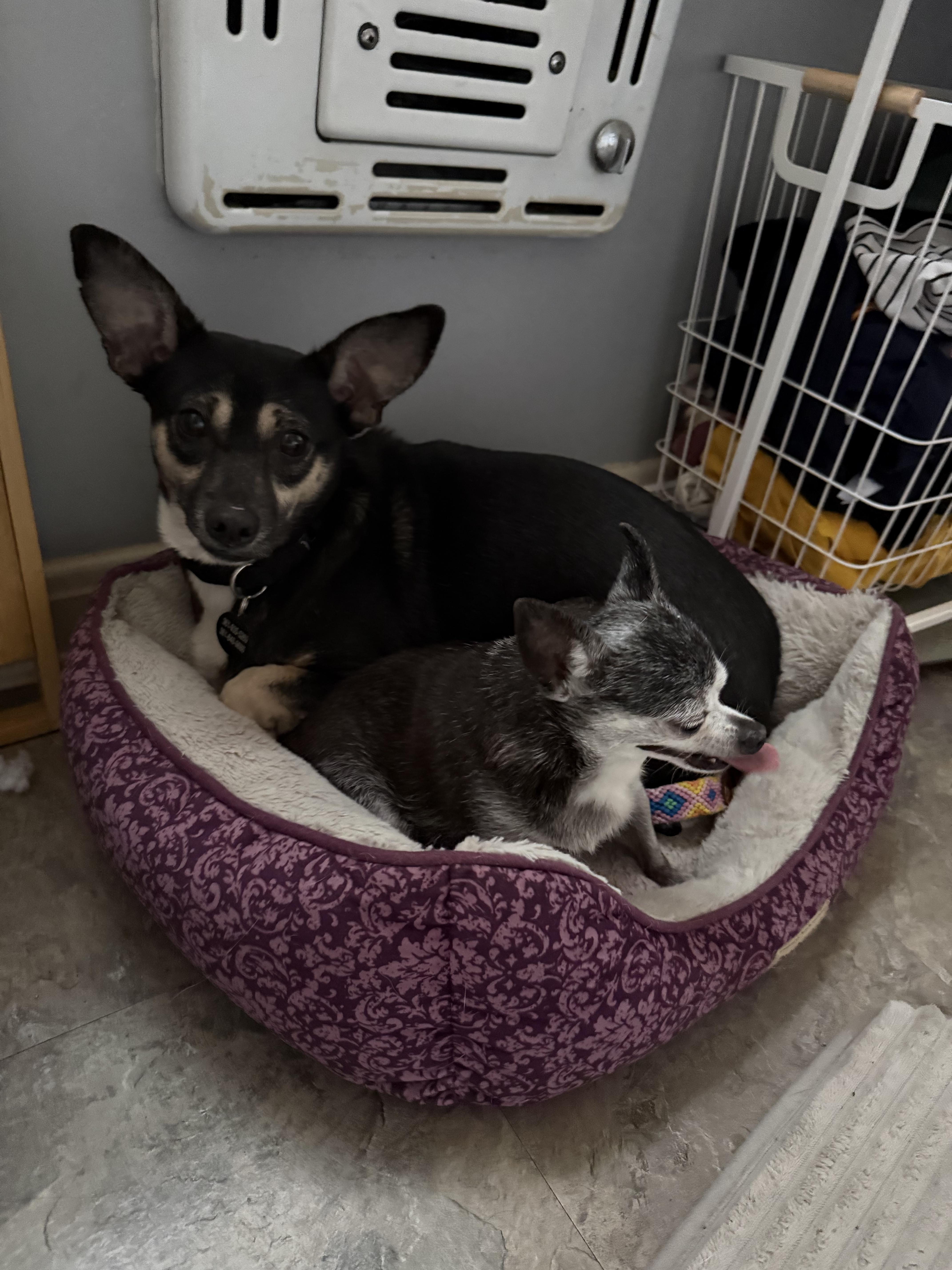 Enlarge Rosie, a ADOPTABLE mixed breed in Austin, TX image 3/6