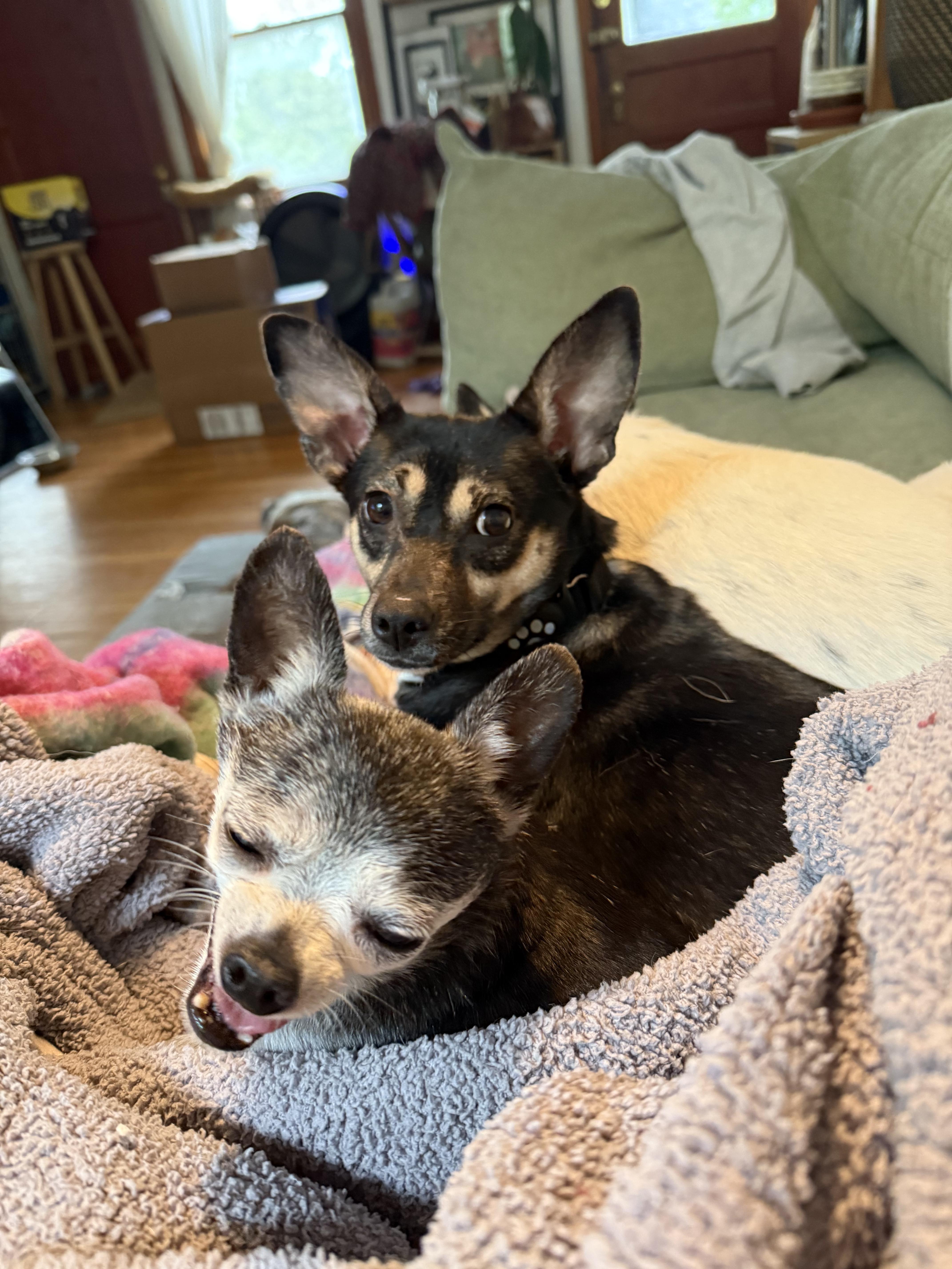 Enlarge Rosie, a ADOPTABLE mixed breed in Austin, TX image 4/6