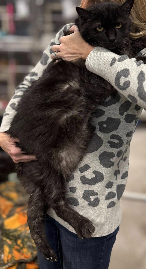 Pepper, Adoptable, Senior Female Domestic Medium Hair.