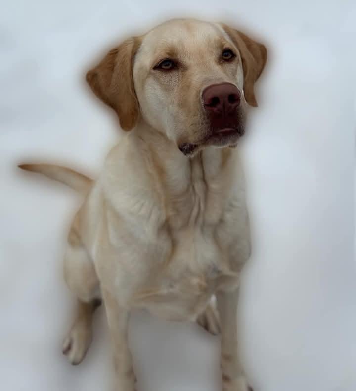 Cooper, a Adoptable Labrador Retriever in Southington, CT image 1/2