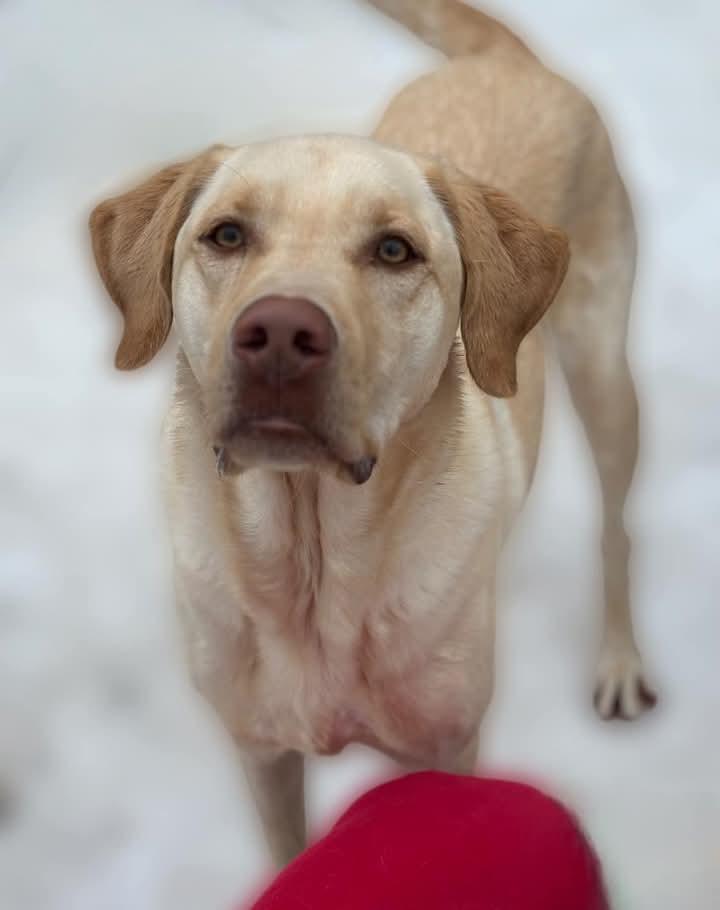 Cooper, a Adoptable Labrador Retriever in Southington, CT image 2/2