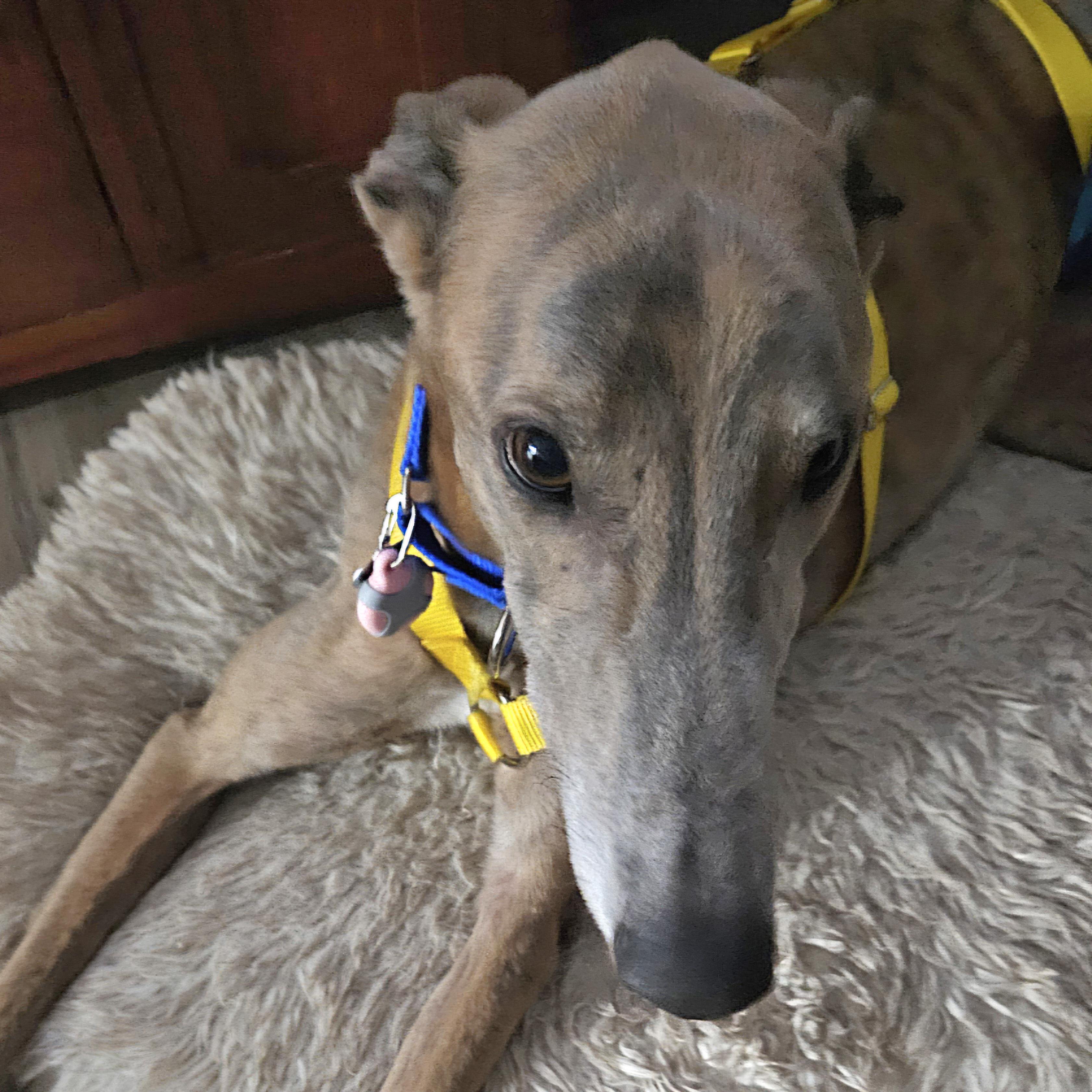 Enlarge Awesome Ethics (Kai), a Adopted Greyhound in Tarpon Springs, FL image 1/6