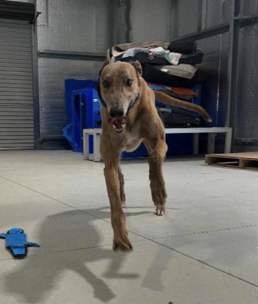 Awesome Ethics (Kai), Adoptable, Adult Male Greyhound.