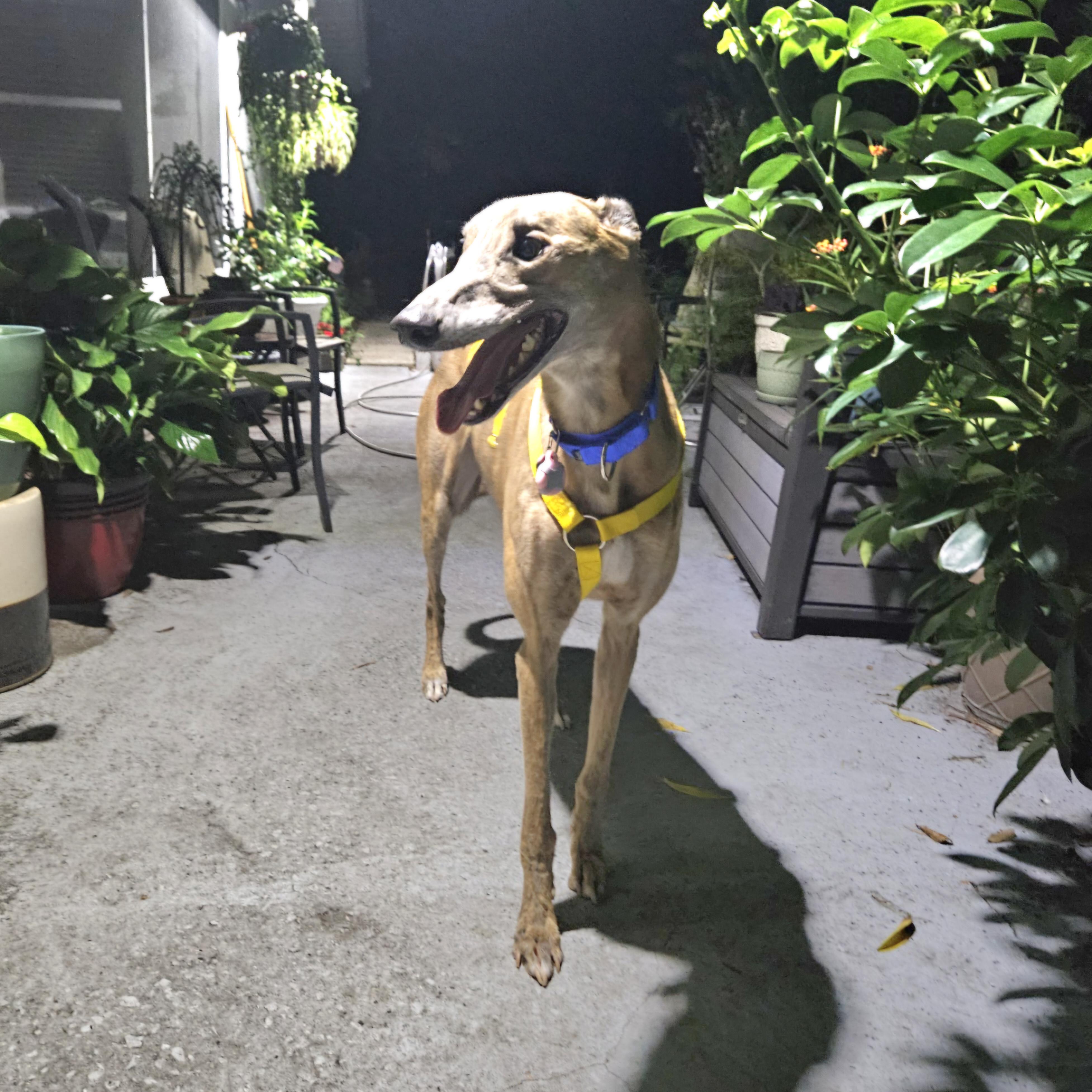 Enlarge Awesome Ethics (Kai), a Adopted Greyhound in Tarpon Springs, FL image 5/6