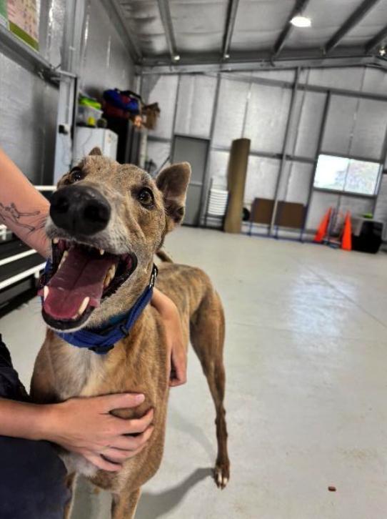 Enlarge Awesome Ethics (Kai), a Adoptable Greyhound in Tarpon Springs, FL image 3/3