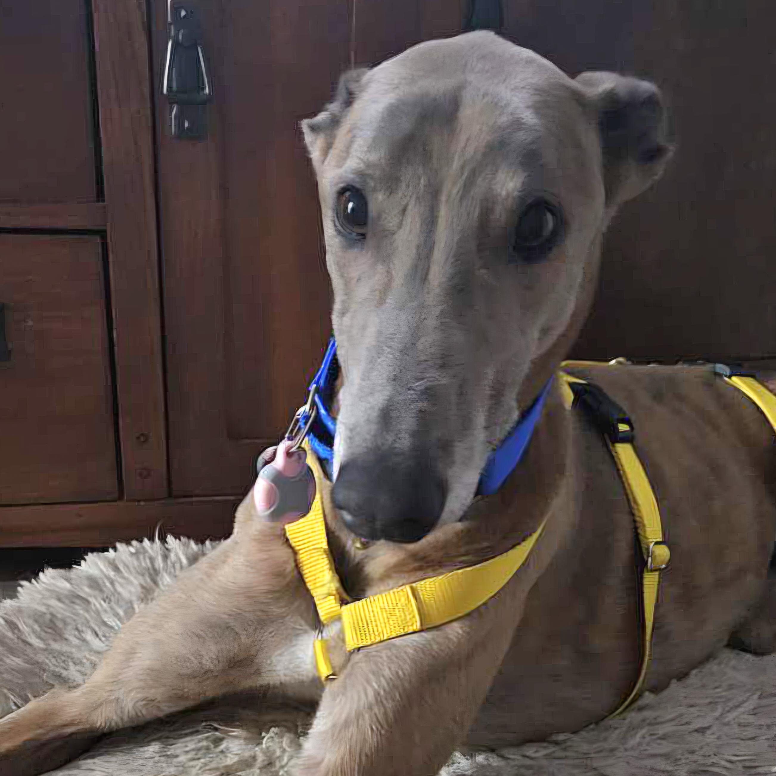 Enlarge Awesome Ethics (Kai), a Adopted Greyhound in Tarpon Springs, FL image 6/6