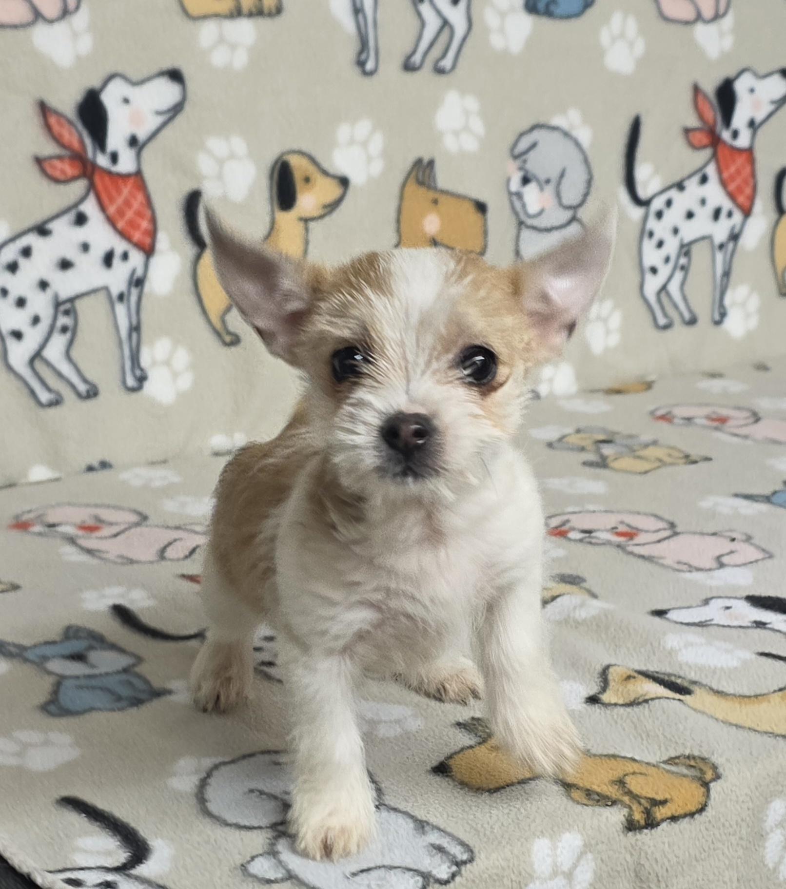 Levi - PENDING!, an adopted mixed breed in Dallas, GA image 1/2
