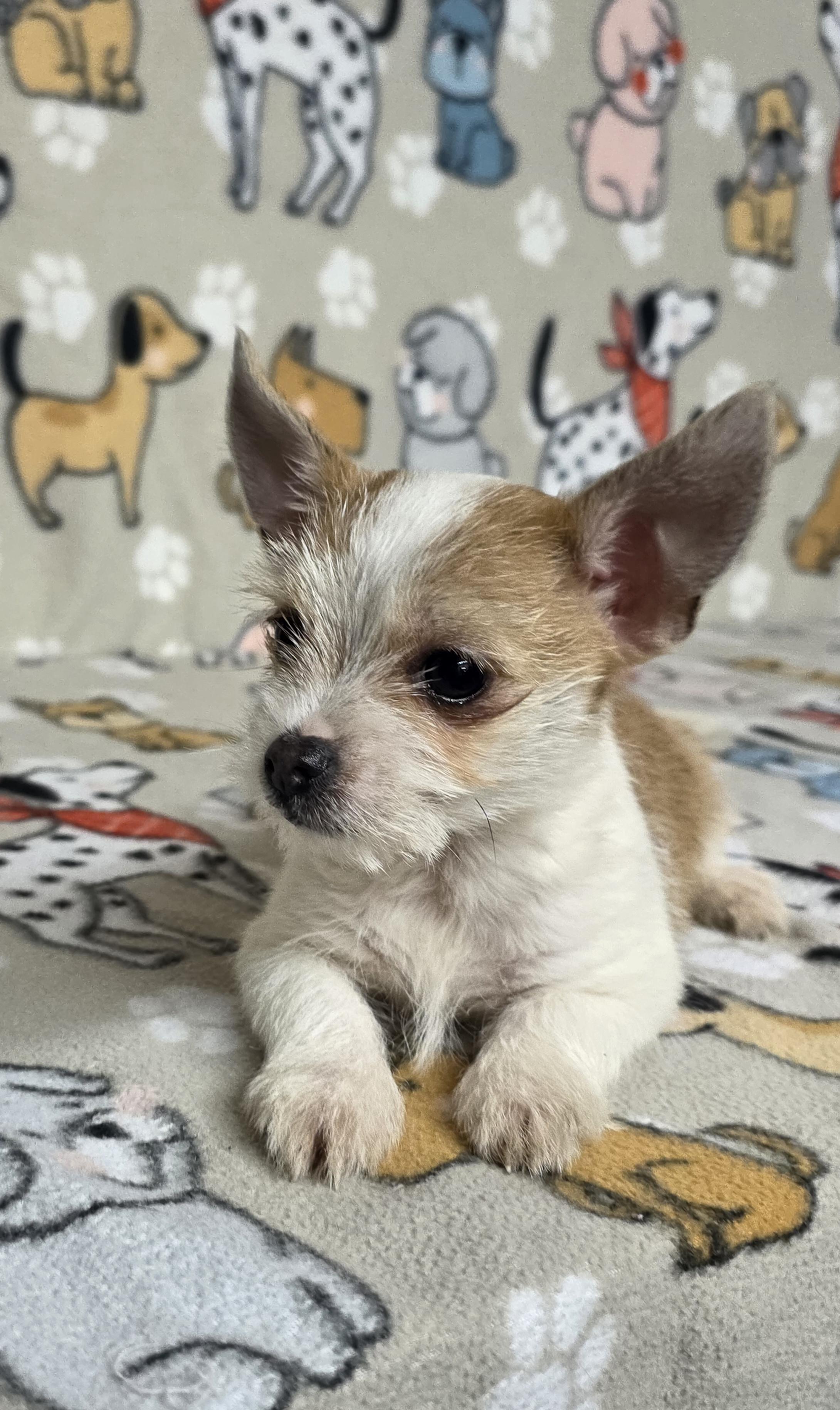 Levi - PENDING!, an adopted mixed breed in Dallas, GA image 2/2