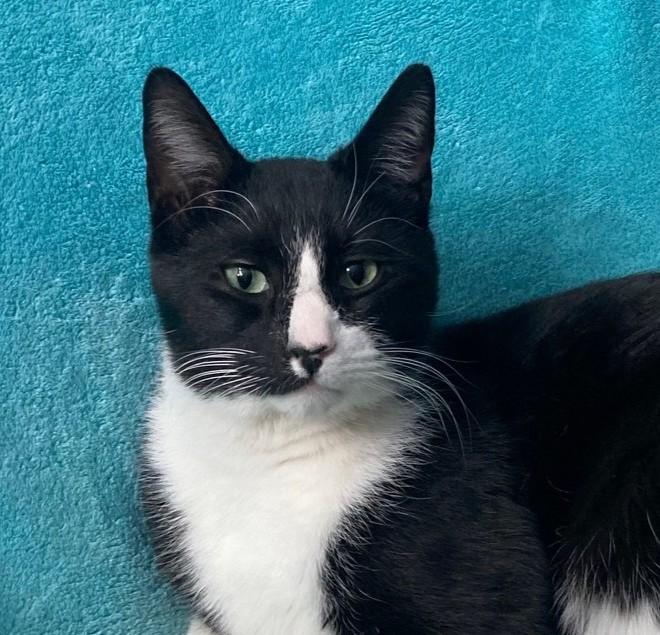 Homer, adopted, Young Male Domestic Short Hair.