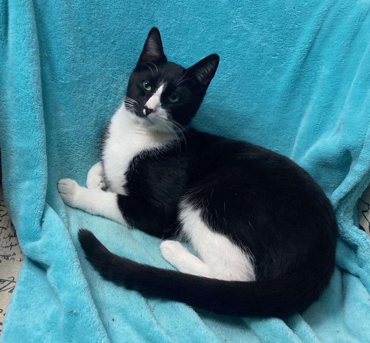 Homer, an adopted mixed breed in Bridgeport, CT image 2/3