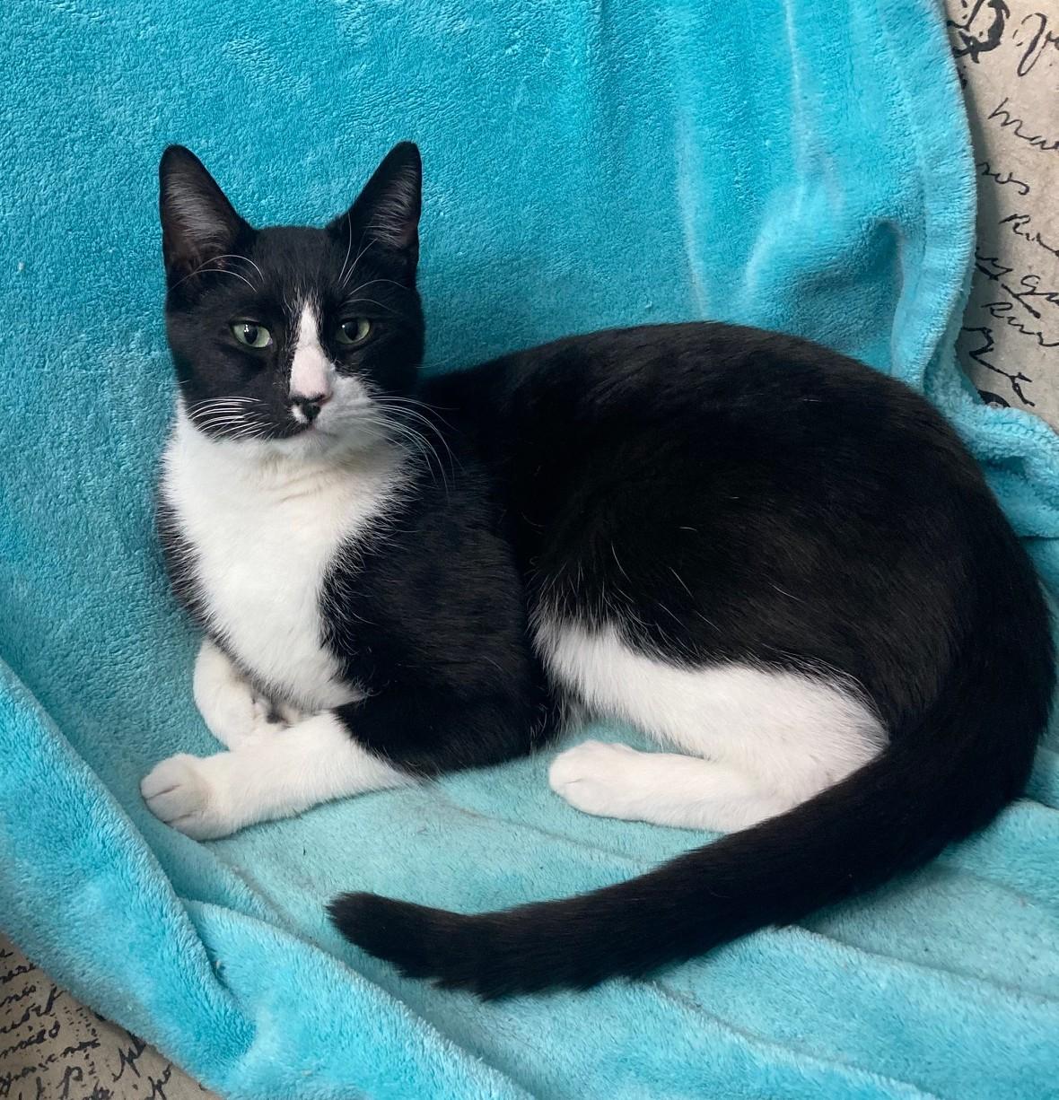 Homer, an adopted mixed breed in Bridgeport, CT image 3/3