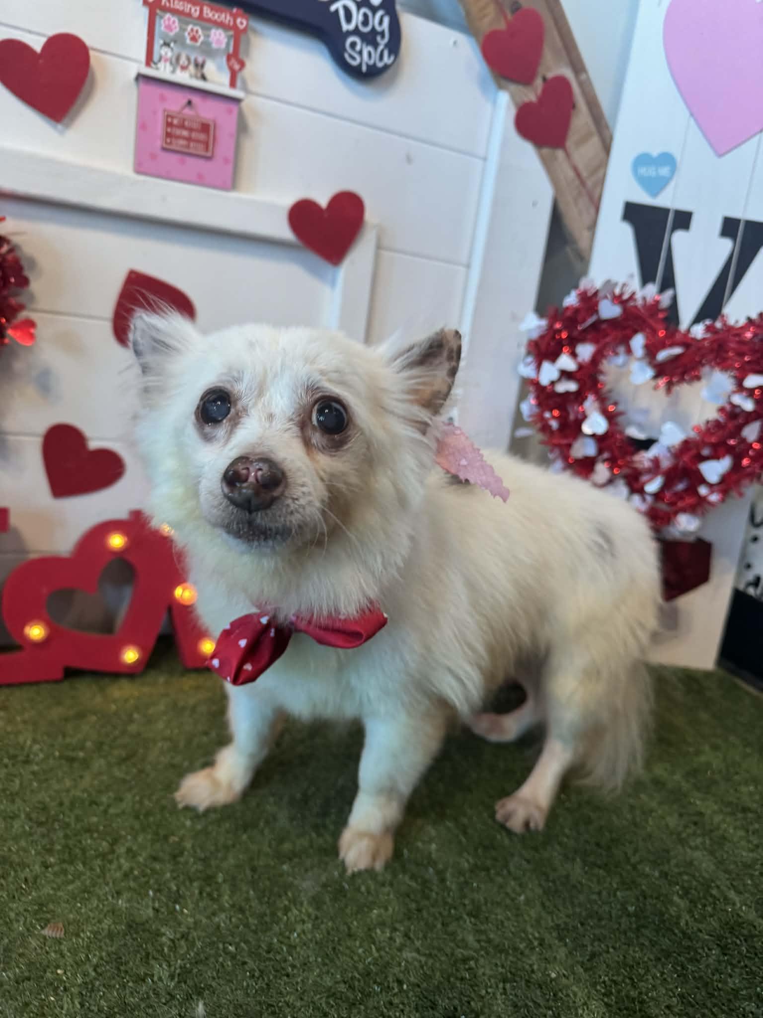 Enlarge Max Velocity, a Adoptable mixed breed in Broken Arrow, OK image 1/1