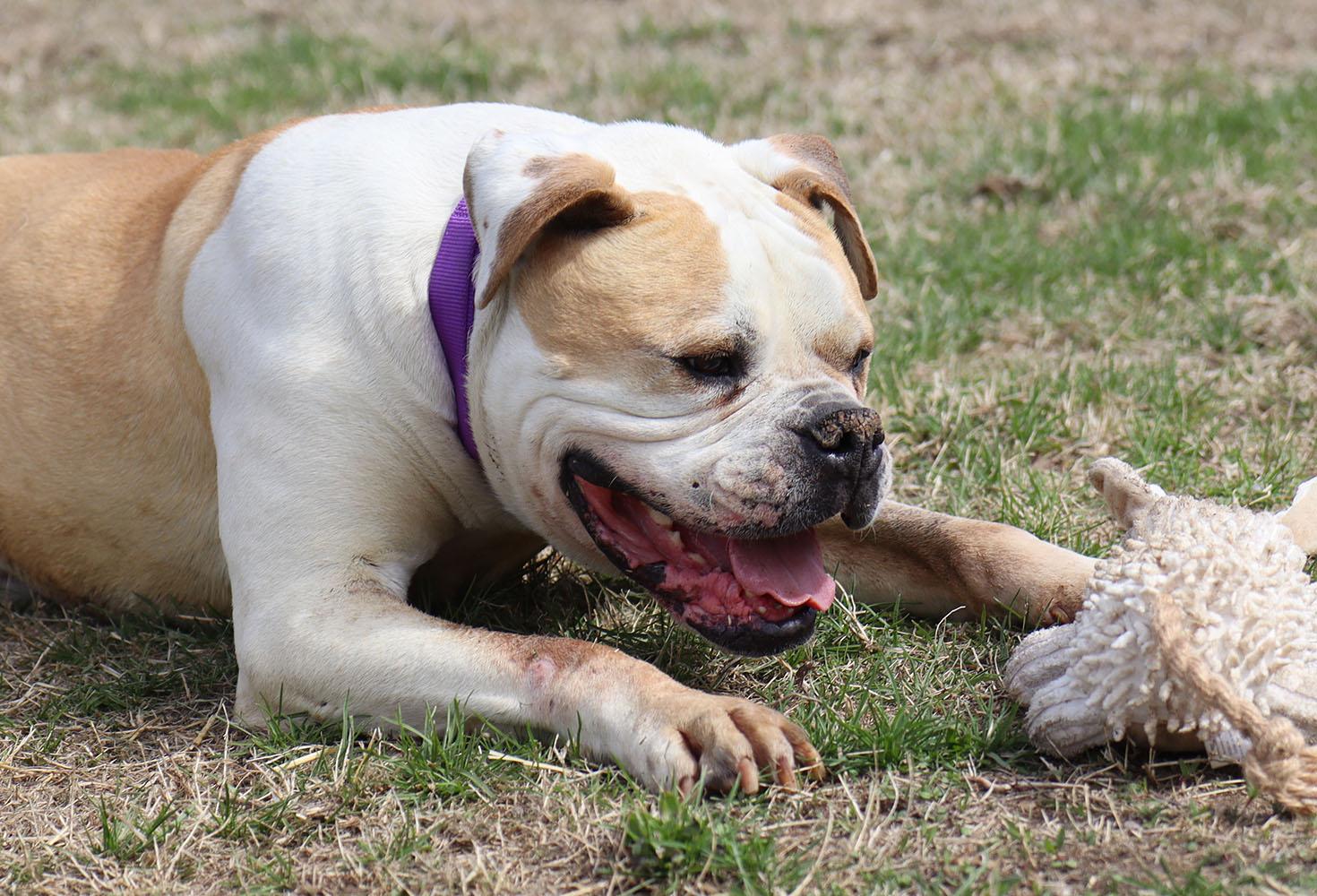 Mark (AO33607), an adoptable Bullmastiff, Mixed Breed in Kansas City, KS, 66102 | Photo Image 5