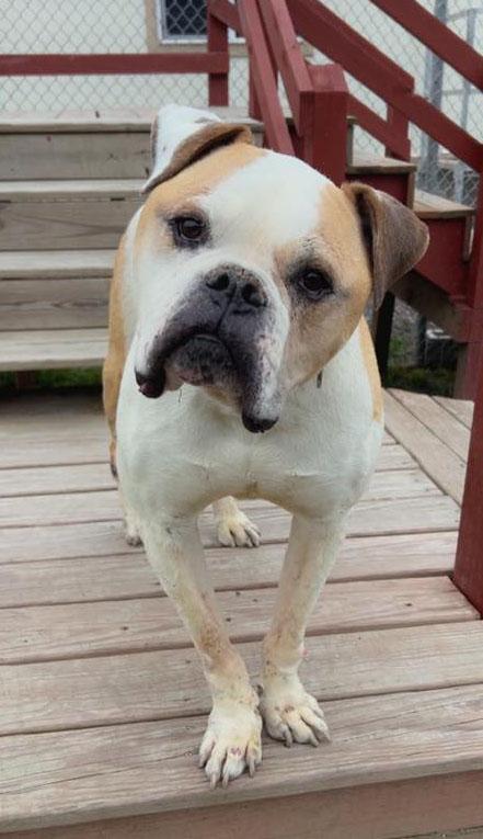 Mark (AO33607), an adoptable Bullmastiff, Mixed Breed in Kansas City, KS, 66102 | Photo Image 4