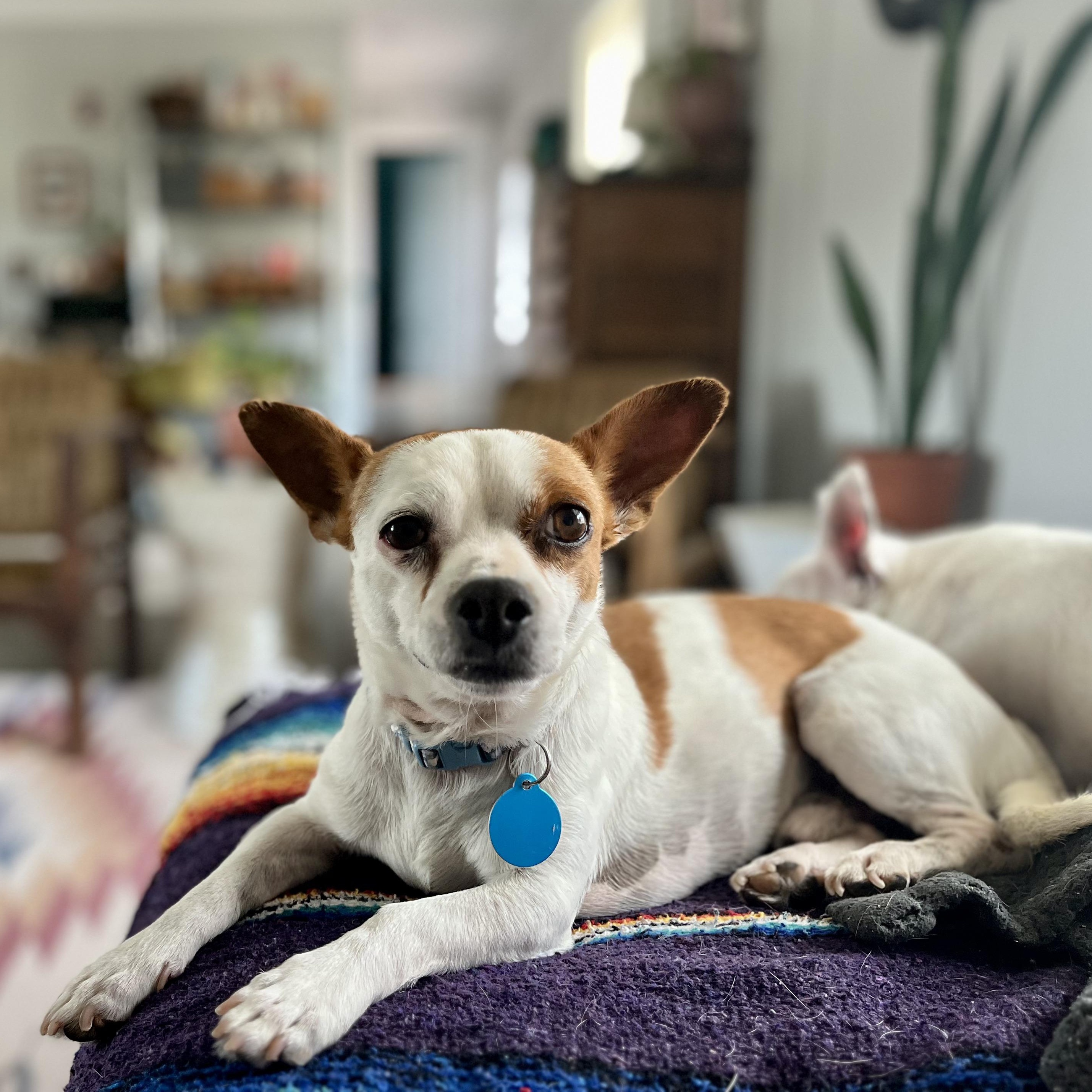 Enlarge Bee Bop, an adopted mixed breed in Marfa, TX image 1/6