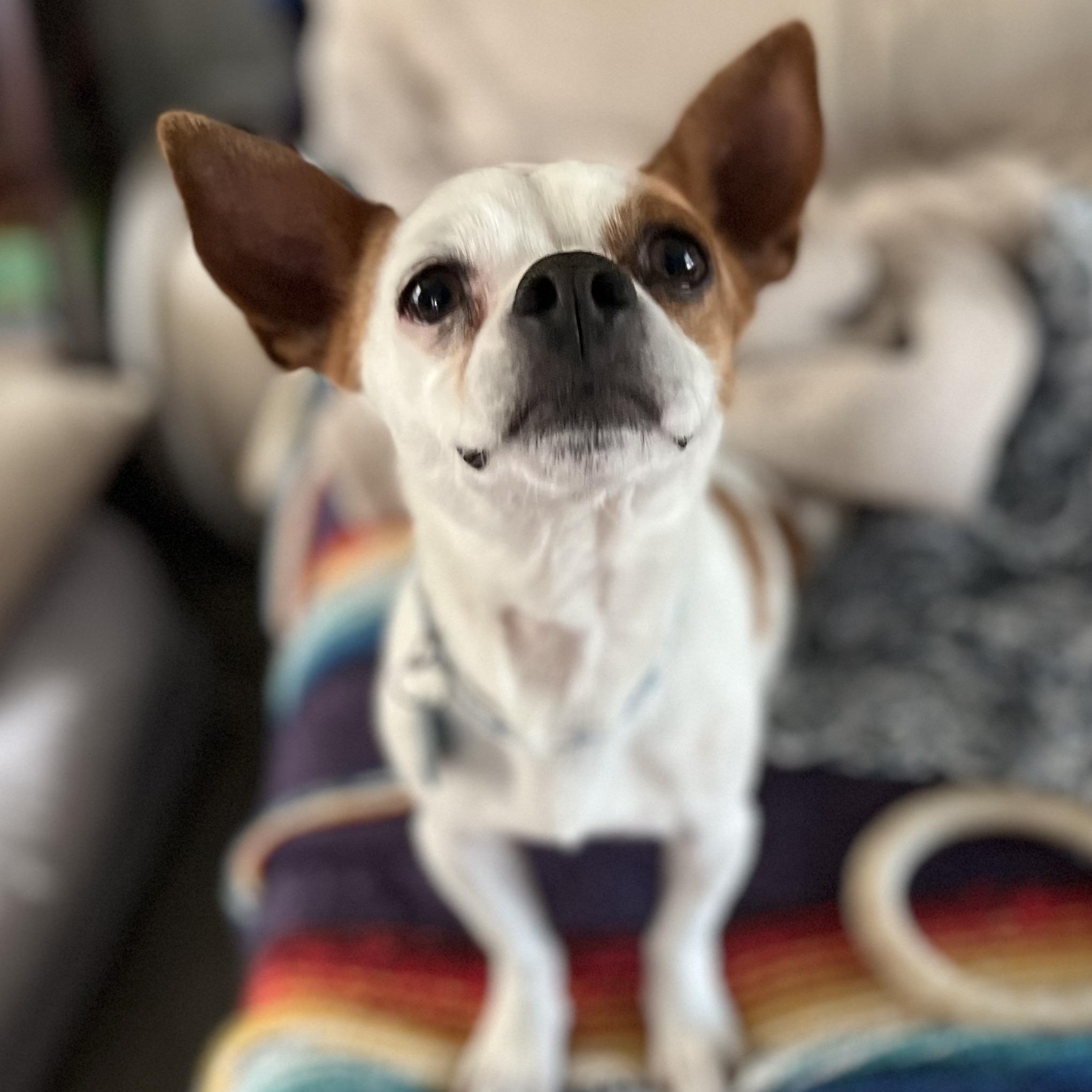 Enlarge Bee Bop, an adopted mixed breed in Marfa, TX image 6/6