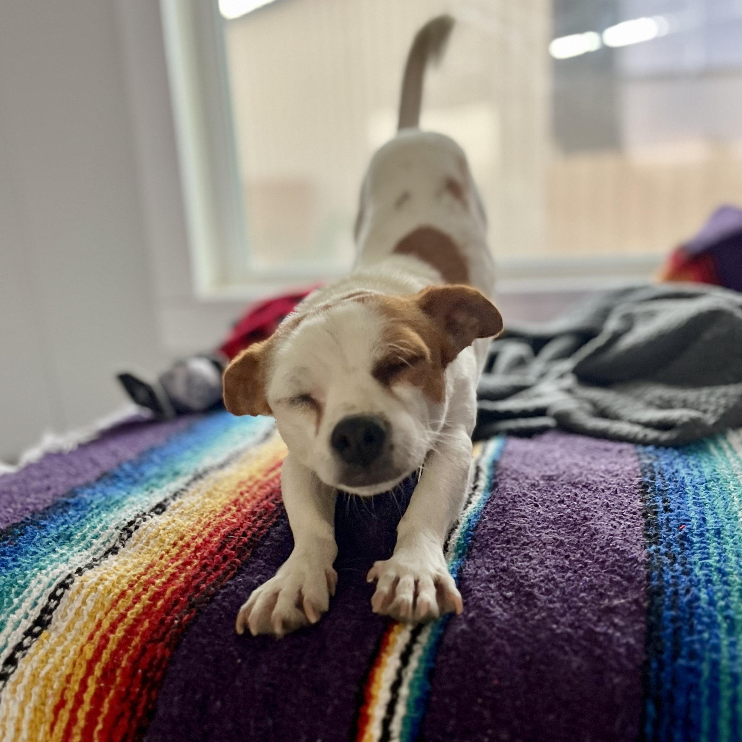 Enlarge Bee Bop, an adopted mixed breed in Marfa, TX image 2/6