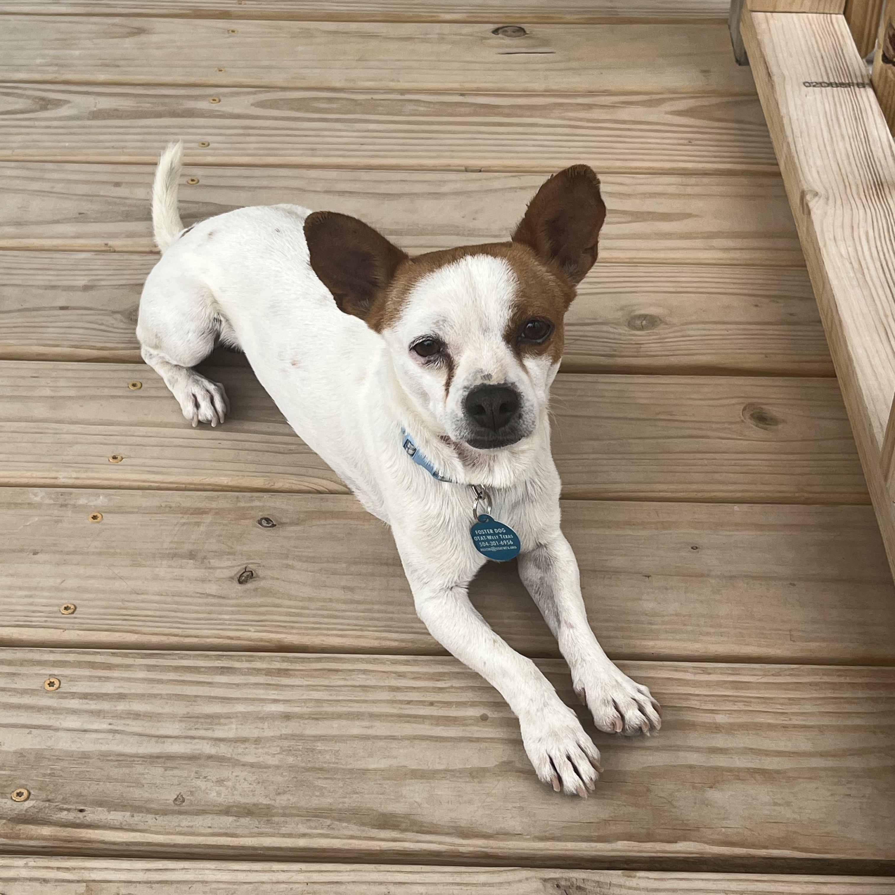 Enlarge Bee Bop, an adopted mixed breed in Marfa, TX image 4/6