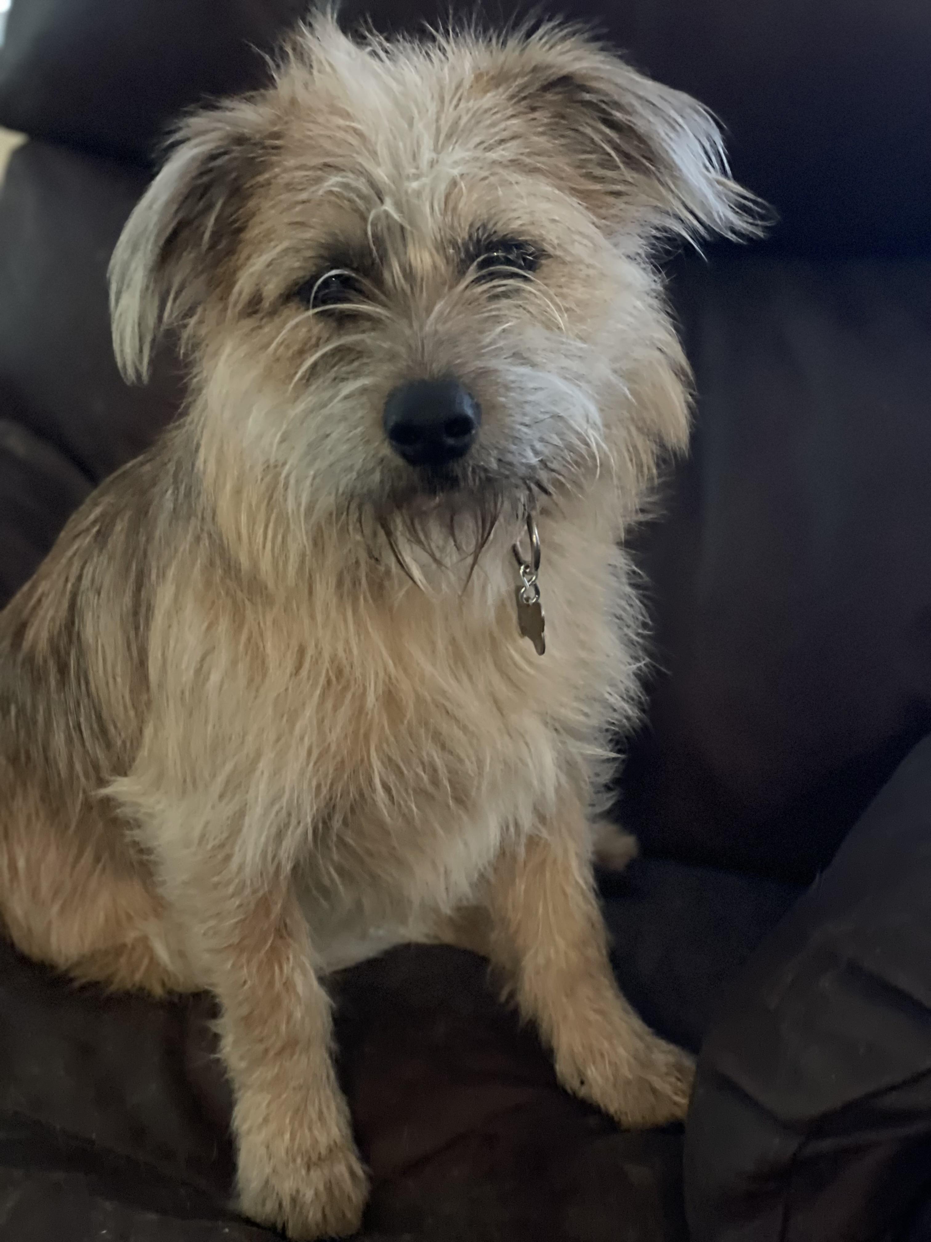 Enlarge Benji, a Adopted mixed breed in Goodlettsville, TN image 1/6