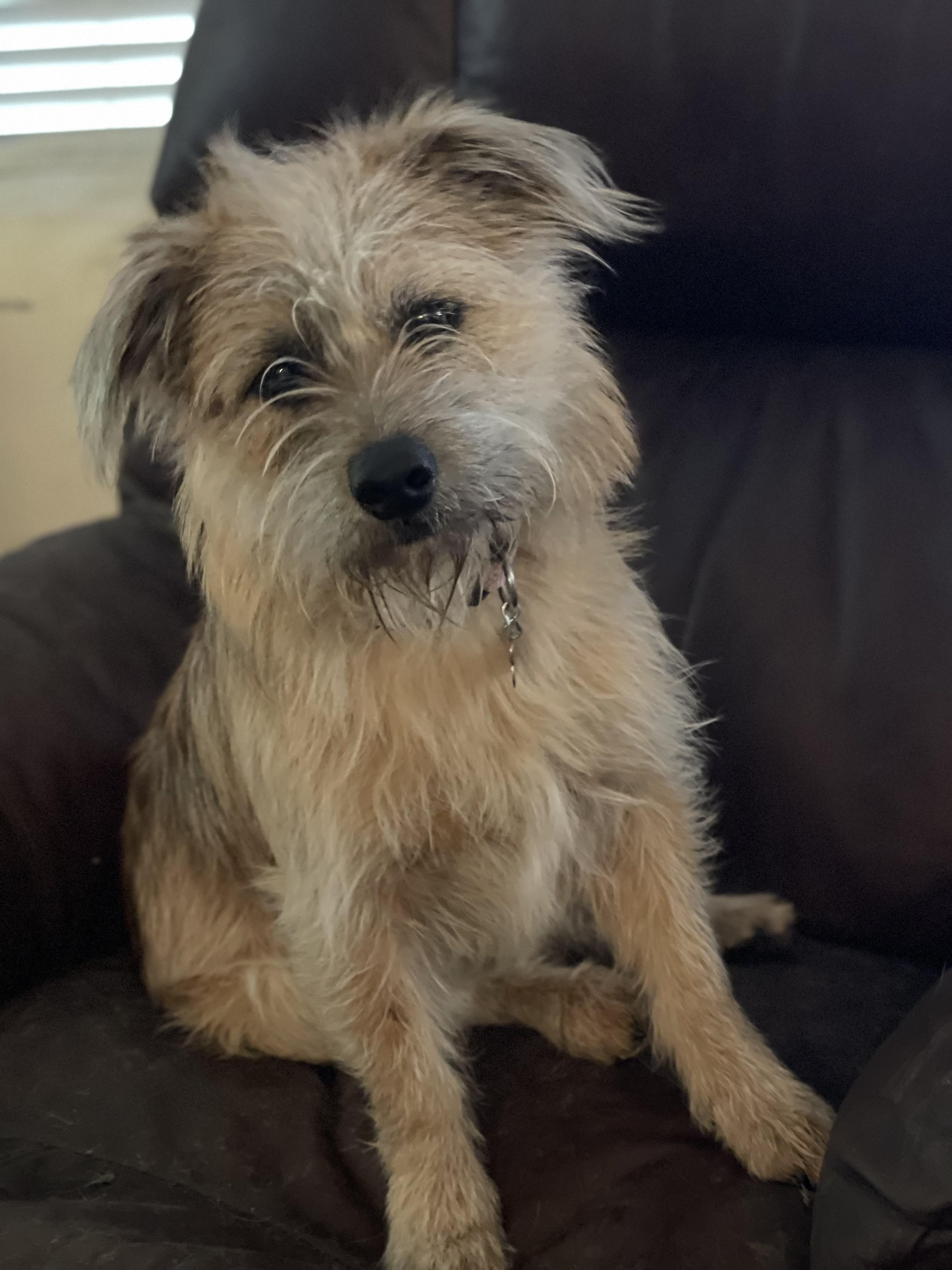 Benji, Adopted, Adult Male Glen of Imaal Terrier & Norfolk Terrier.