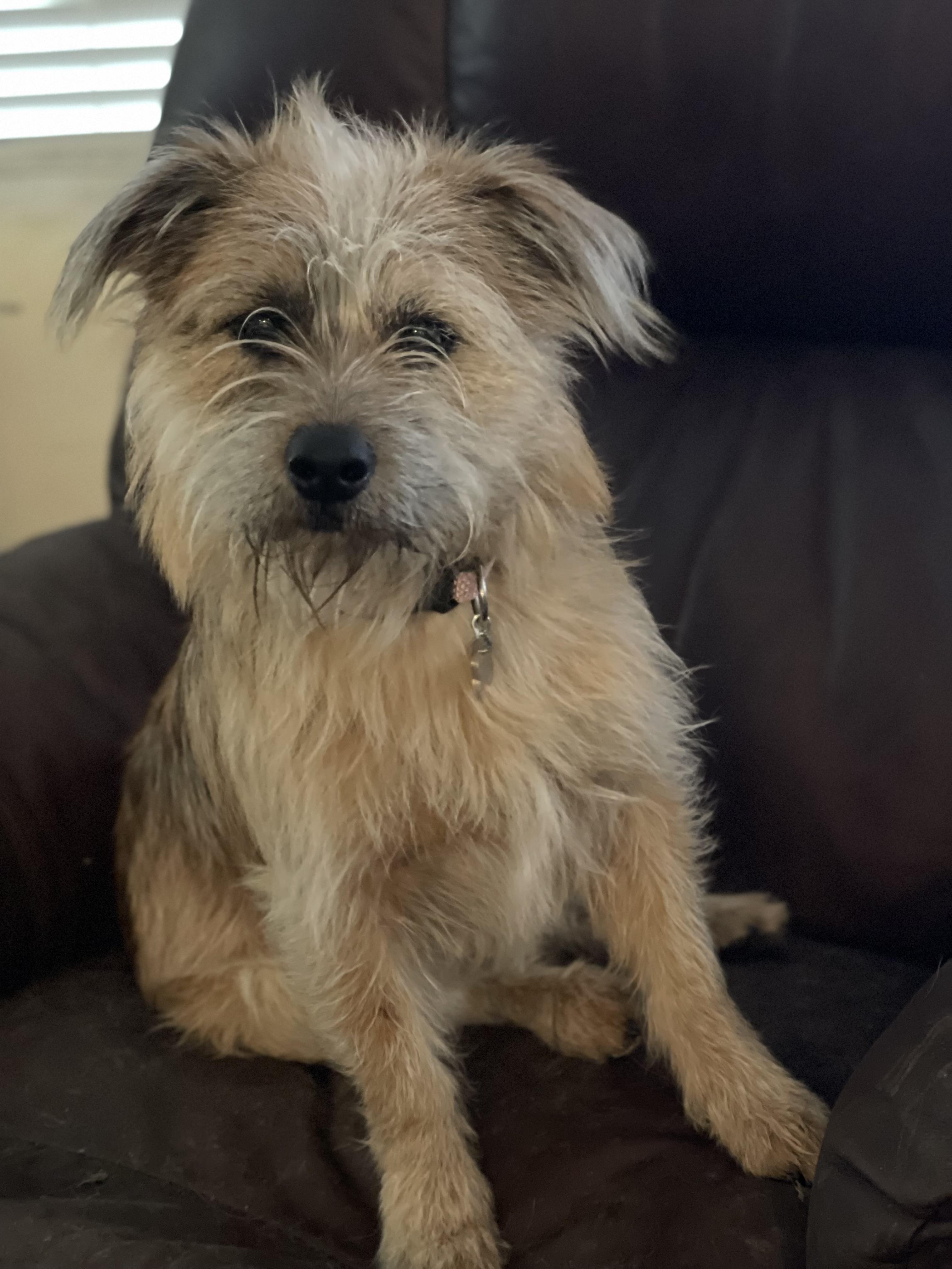 Enlarge Benji, a Adopted mixed breed in Goodlettsville, TN image 6/6