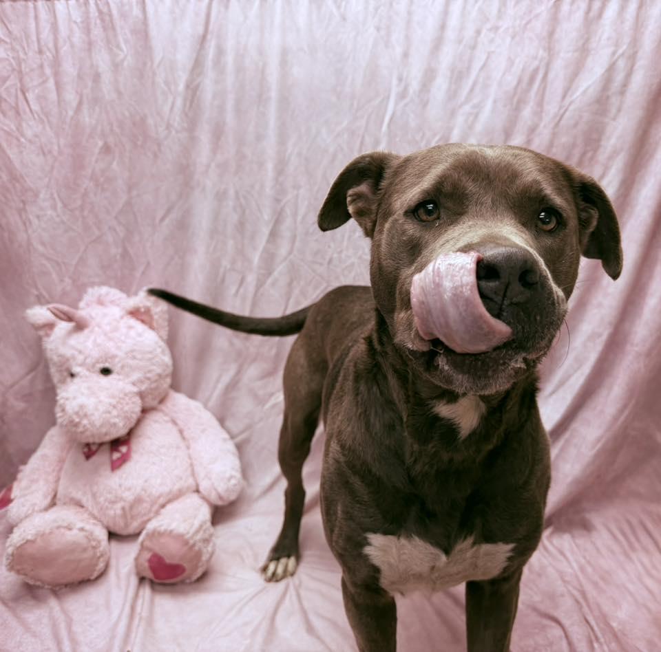 Enlarge Rose, a ADOPTABLE Pit Bull Terrier in Statesboro, GA image 2/5