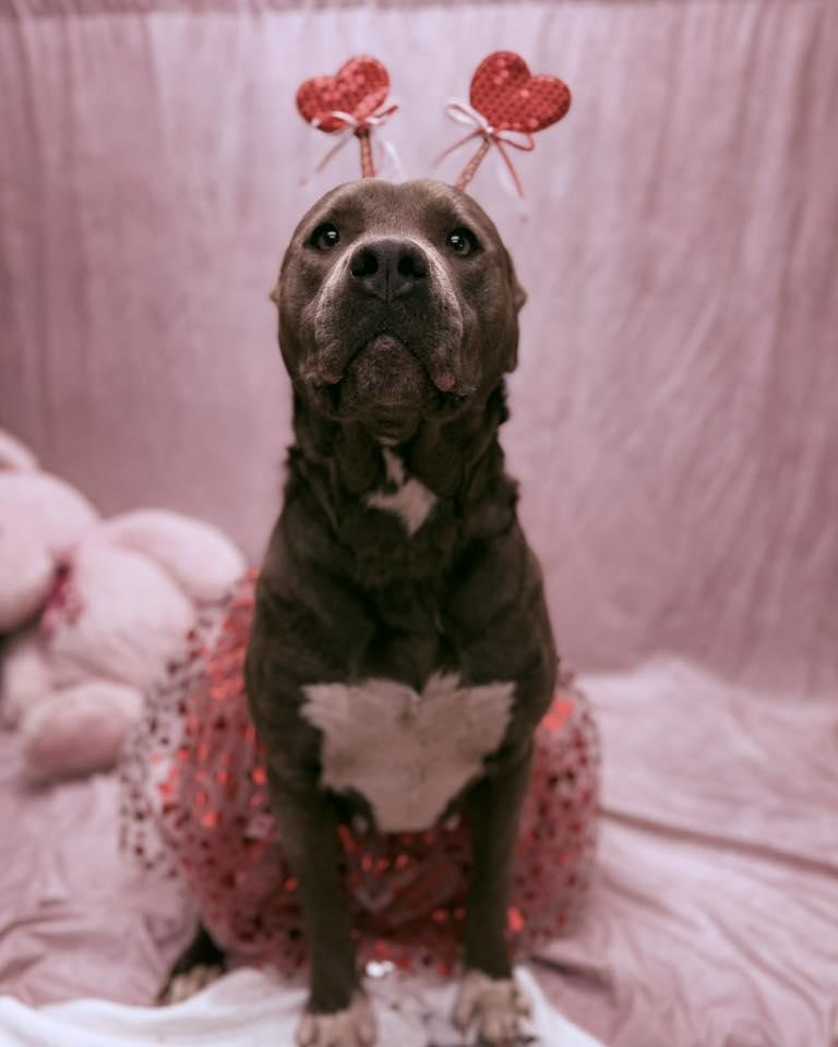 Enlarge Rose, a ADOPTABLE Pit Bull Terrier in Statesboro, GA image 3/5