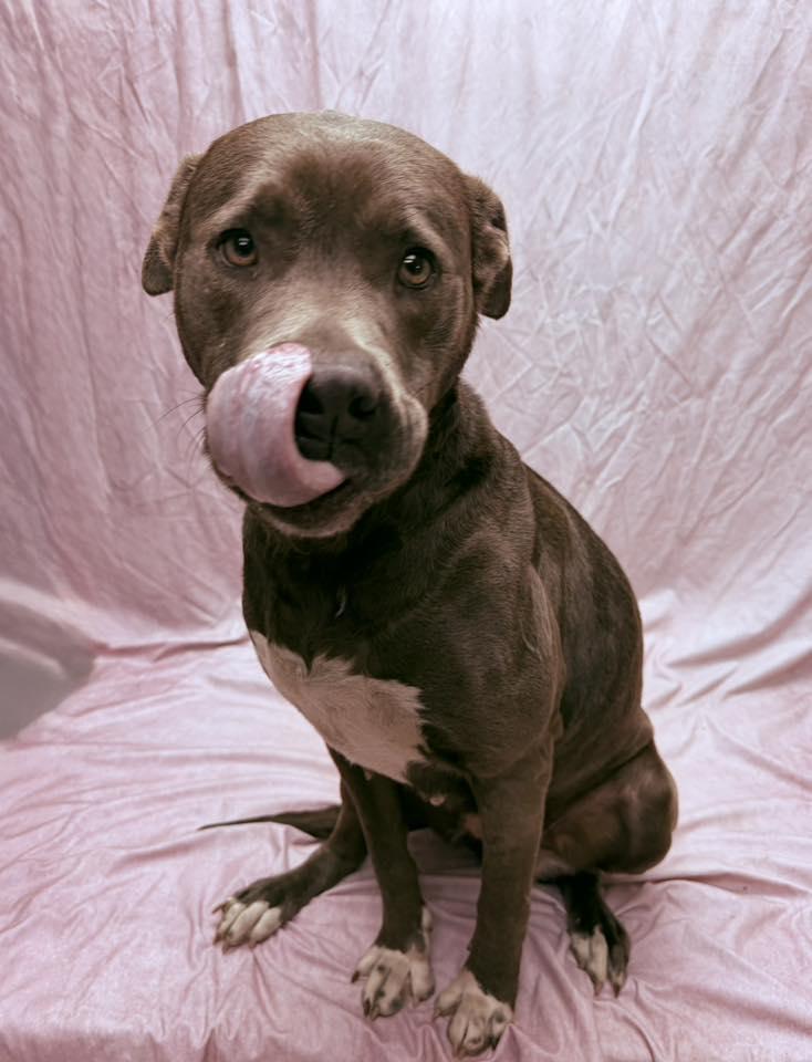 Enlarge Rose, a ADOPTABLE Pit Bull Terrier in Statesboro, GA image 4/5