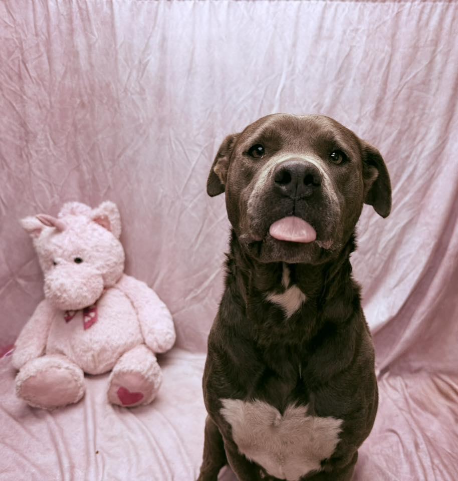 Enlarge Rose, a ADOPTABLE Pit Bull Terrier in Statesboro, GA image 5/5