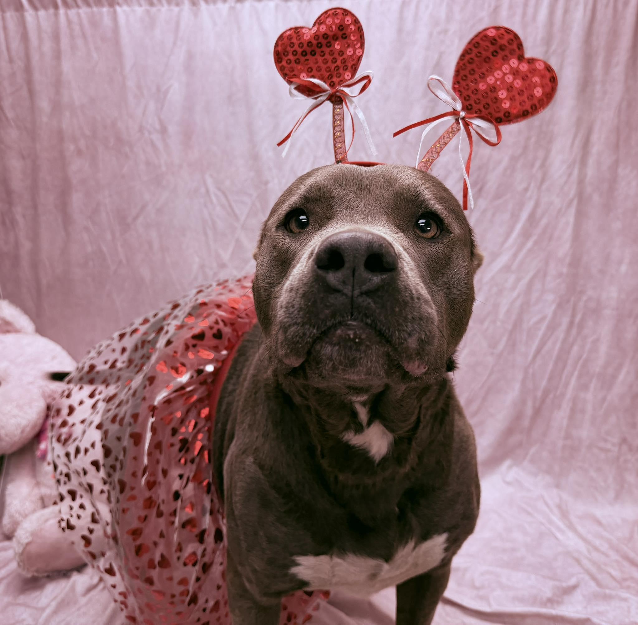 Enlarge Rose, a ADOPTABLE Pit Bull Terrier in Statesboro, GA image 1/5