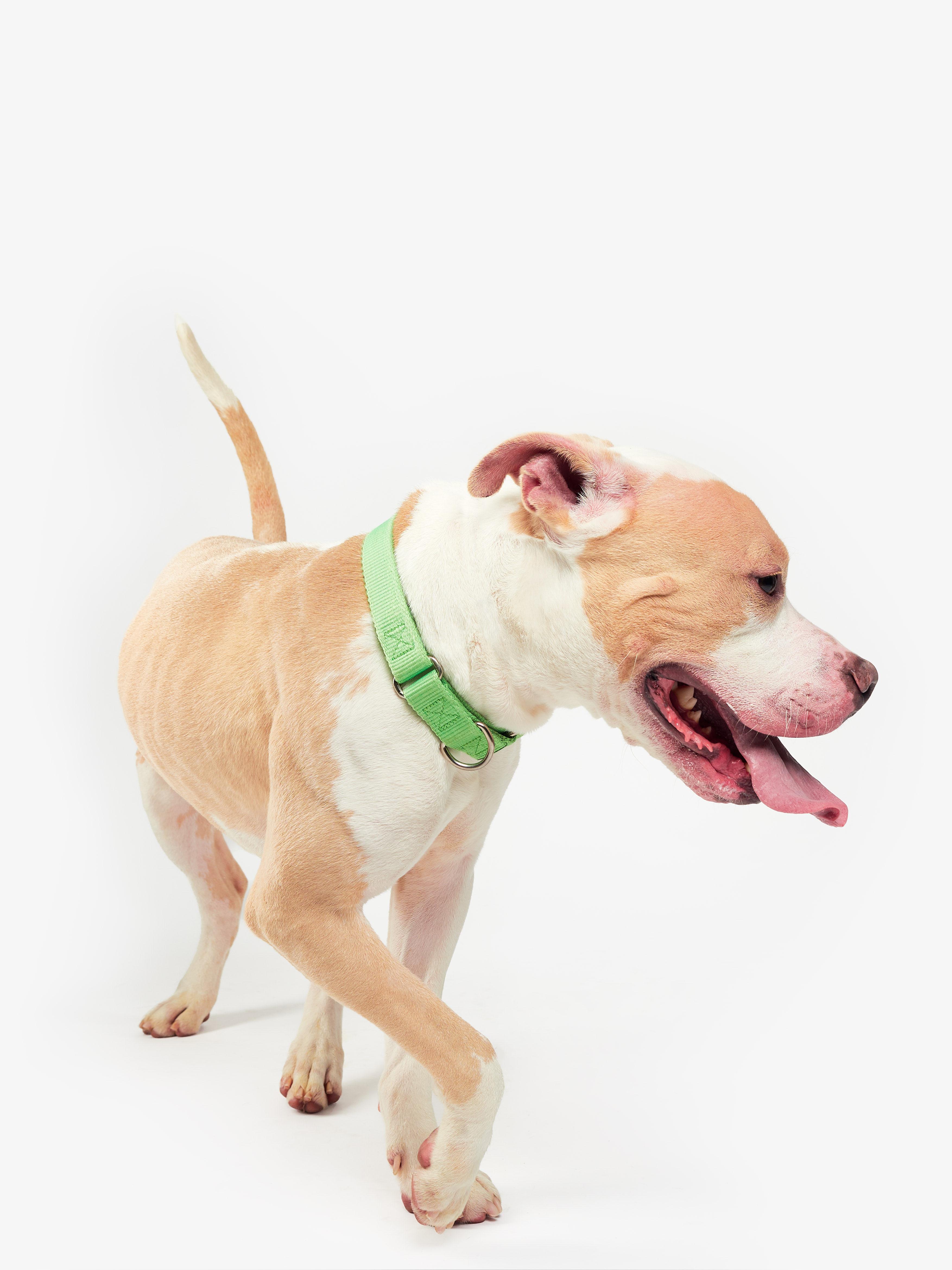 Enlarge Owen, a Adoptable Pit Bull Terrier in Teterboro, NJ image 5/5