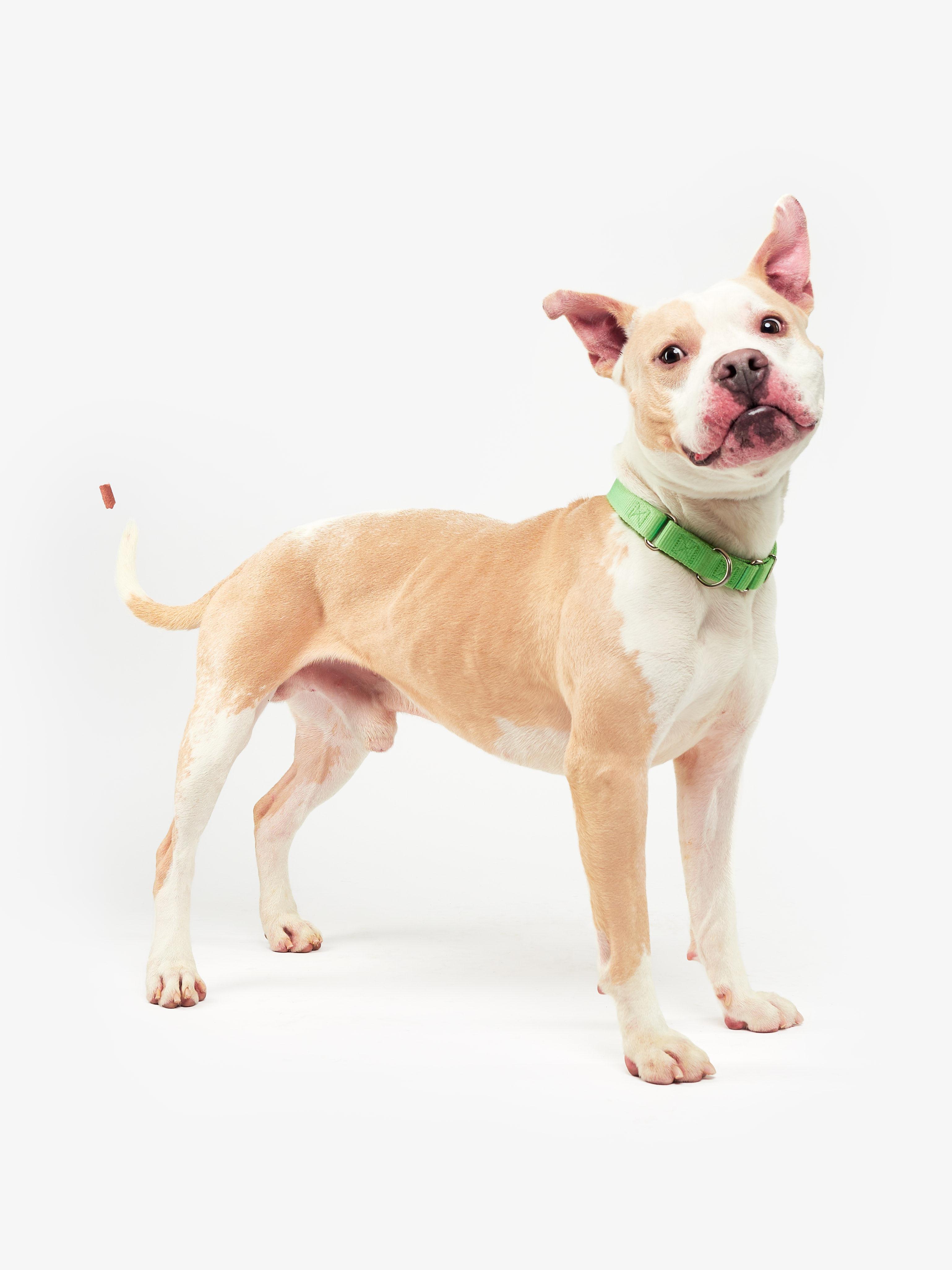 Enlarge Owen, a Adoptable Pit Bull Terrier in Teterboro, NJ image 4/5