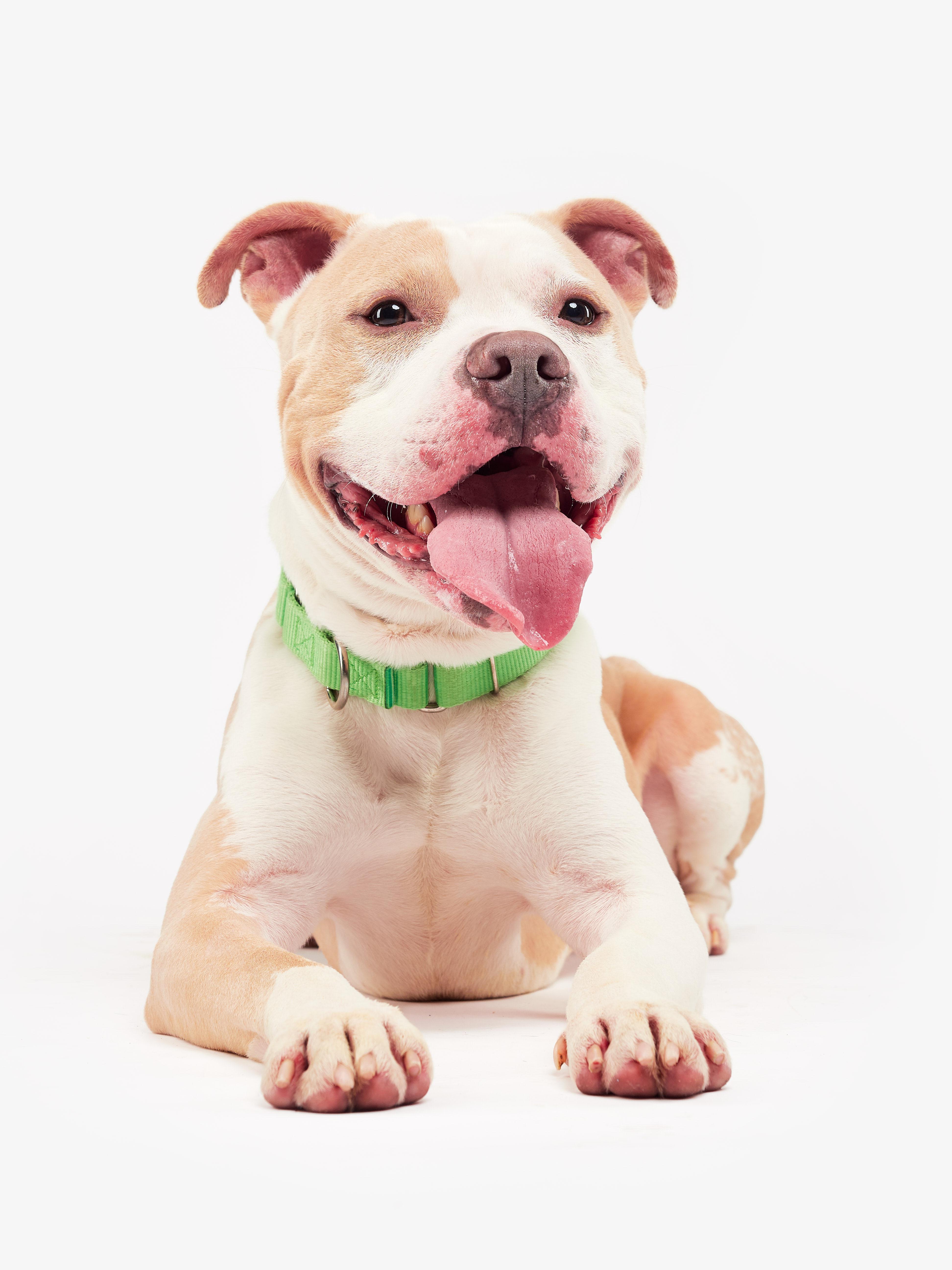 Owen, Adult Male Pit Bull Terrier