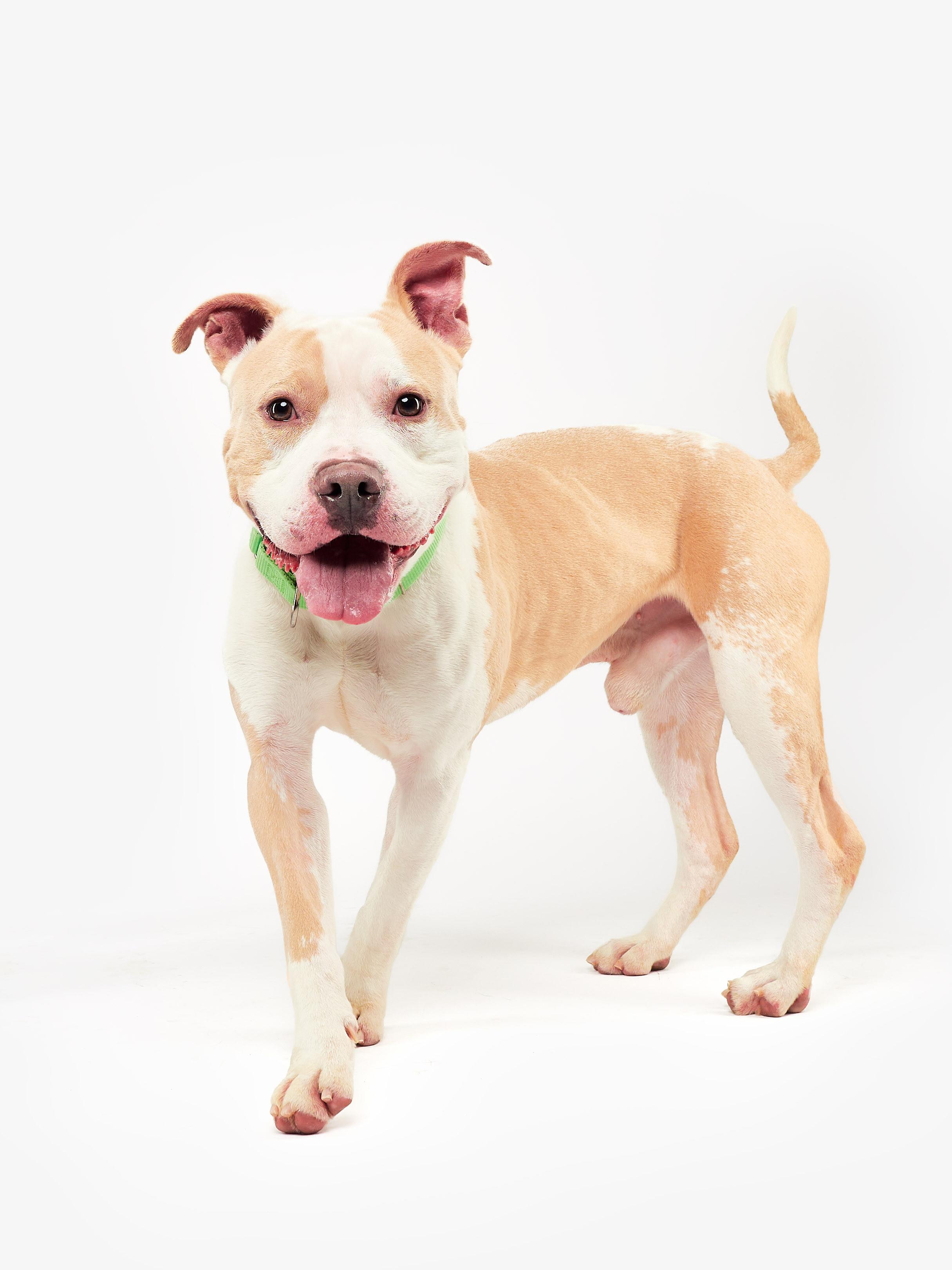 Enlarge Owen, a Adoptable Pit Bull Terrier in Teterboro, NJ image 2/5
